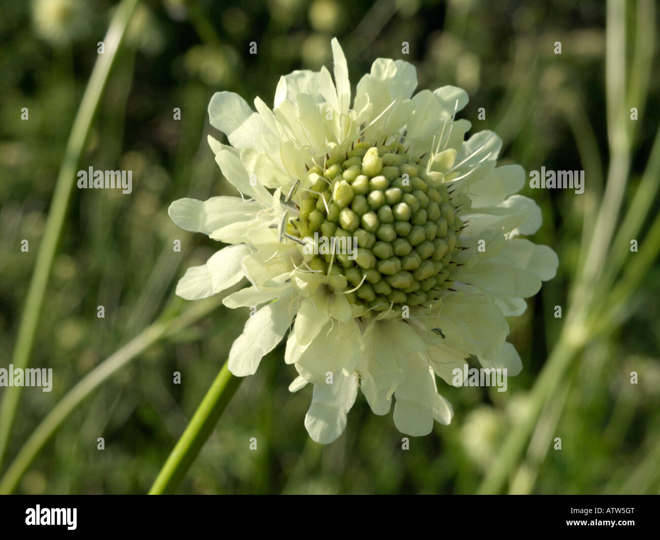 Cephalaria gigantea Stock Photo