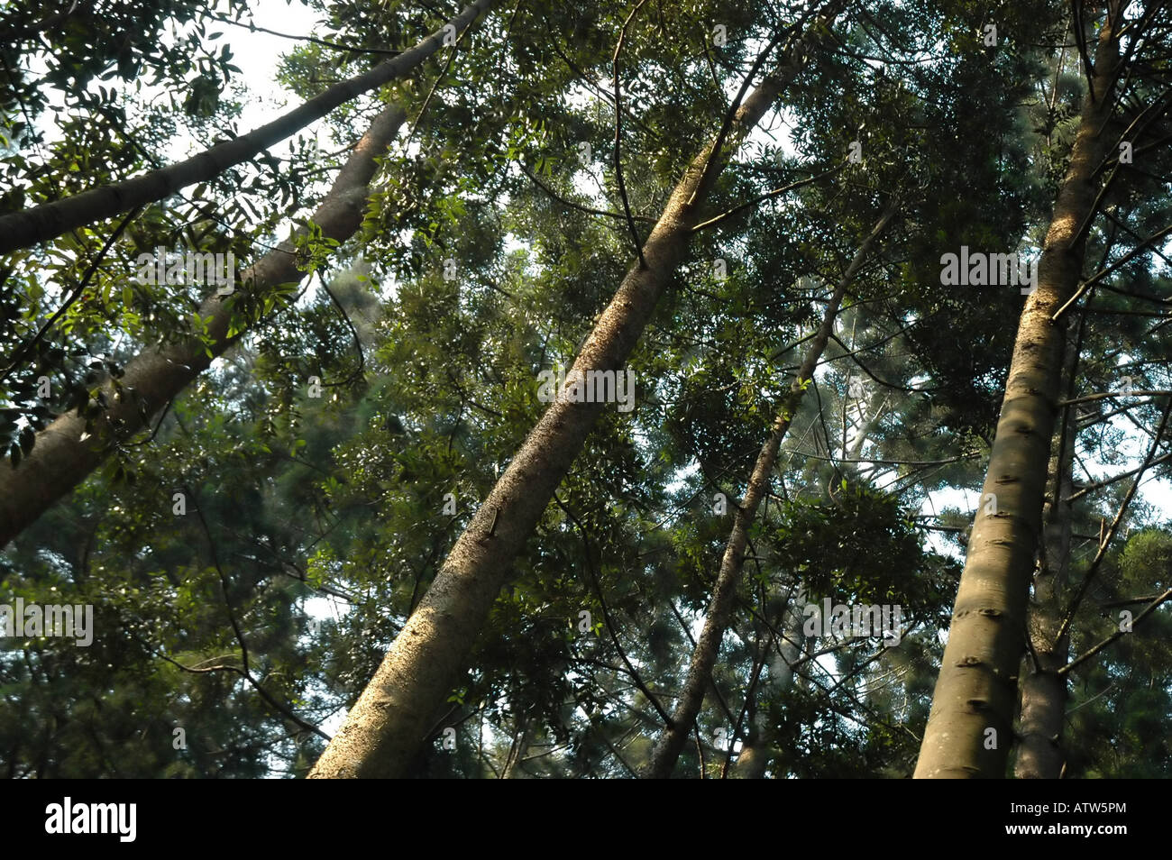 bunya pine tree Stock Photo