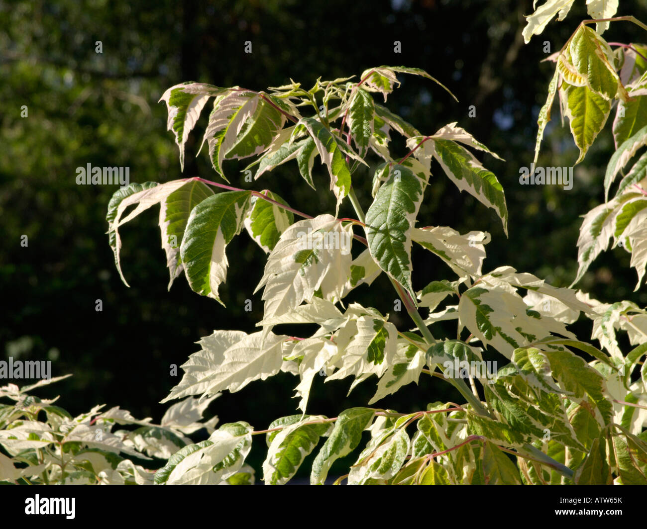 Ash-leaved maple (Acer negundo 'Flamingo') Stock Photo