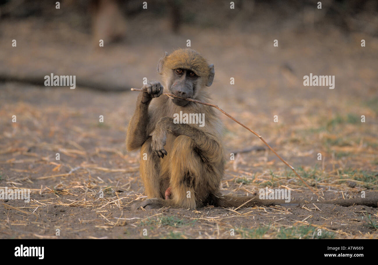 Monkey Aggressive Behavior High Resolution Stock Photography and Images ...