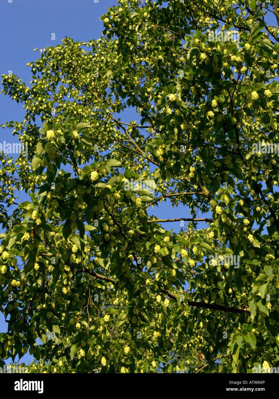 European hop hornbeam (Ostrya carpinifolia) Stock Photo
