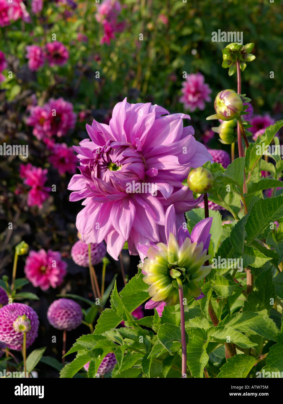Pink flowering dahlia hi-res stock photography and images - Alamy