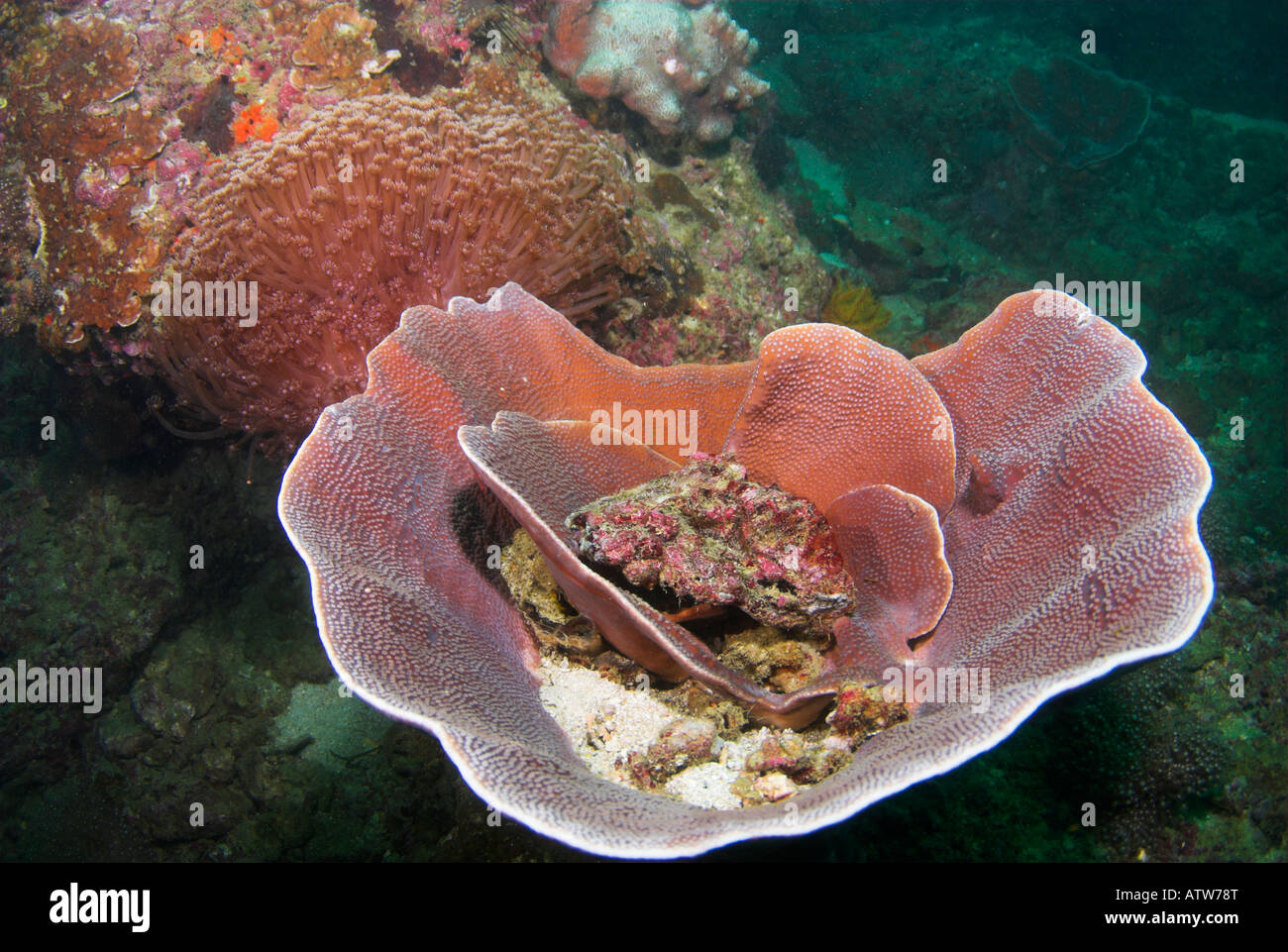 [Vase Coral] Turbinaria mesenterina with Goniopora sp in background Daymaniyat Islands Gulf of Oman Stock Photo