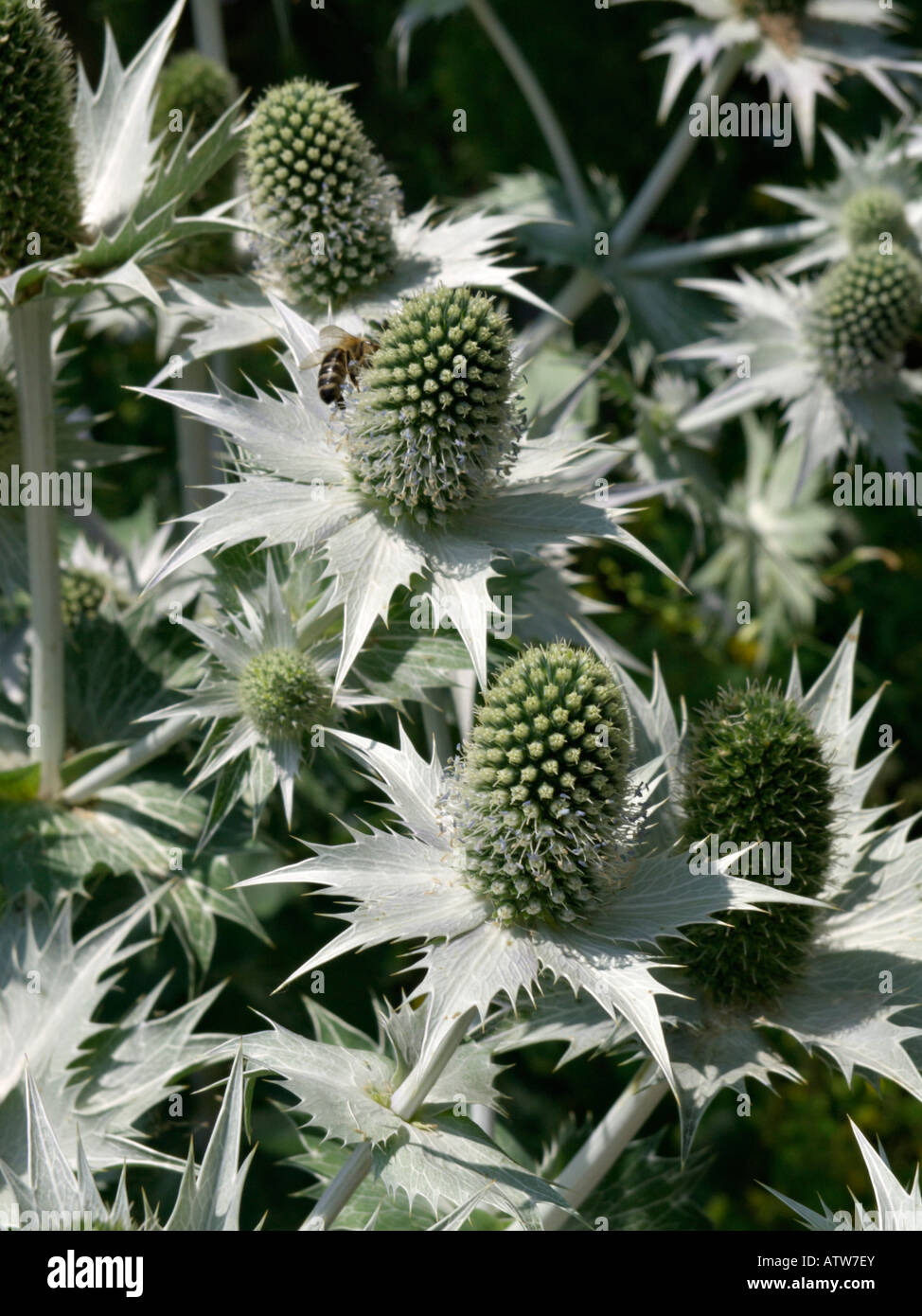 Giant sea holly (Eryngium giganteum Stock Photo Alamy