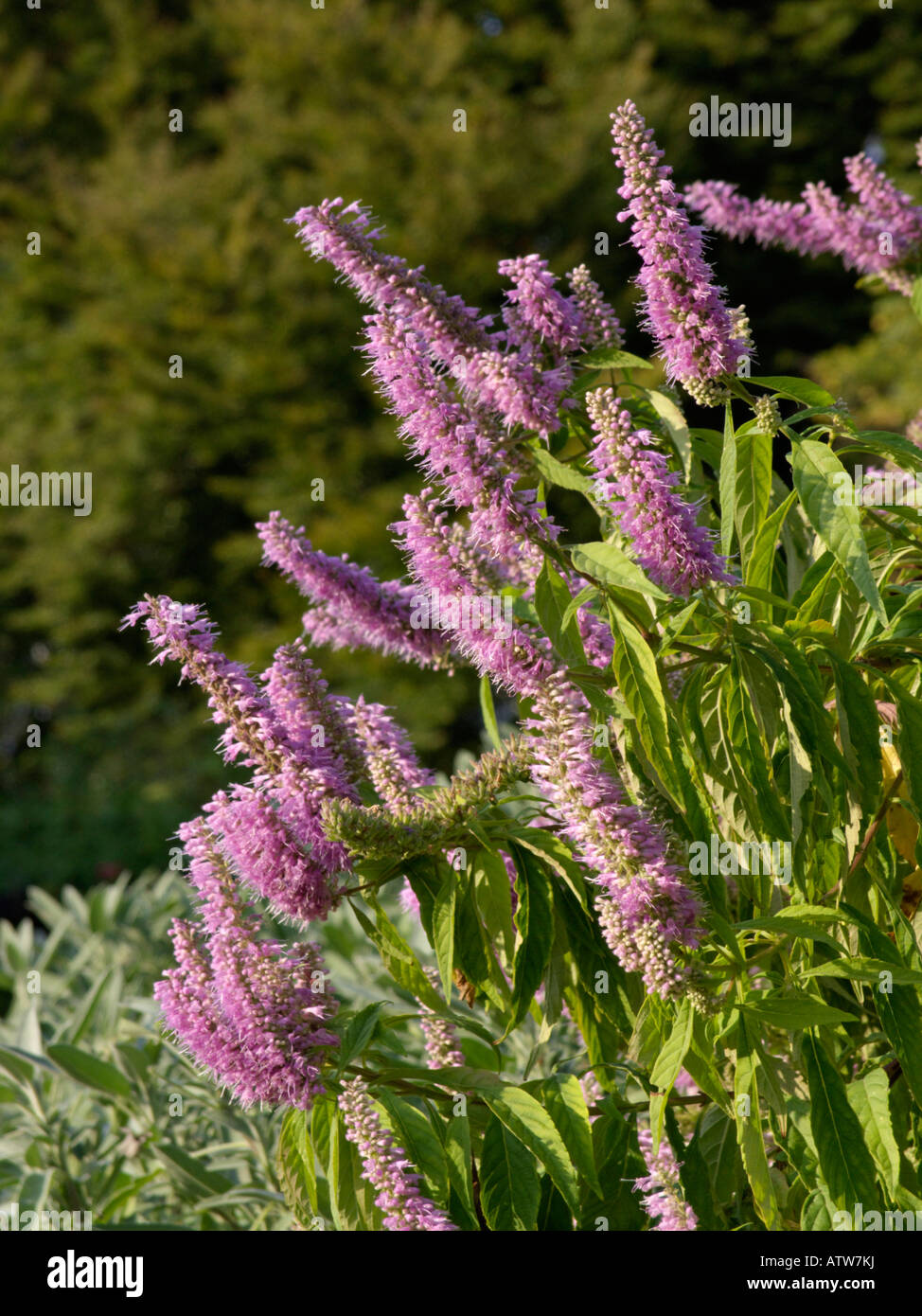 Mint bush (Elsholtzia stauntonii) Stock Photo
