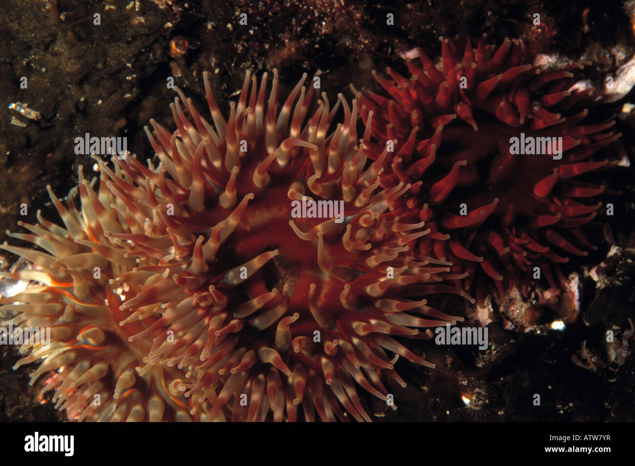 Mottled Anemone, Urticina crassicornis, Kodiak Alaska Stock Photo Alamy