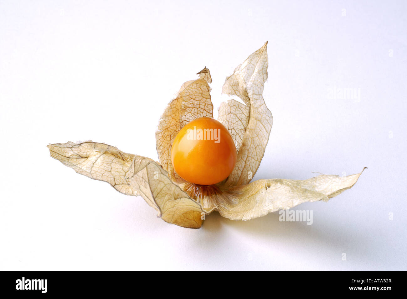 Close up of physalis 'Cape Gooseberry' / Physalis vor weißem Hintergrund Stock Photo