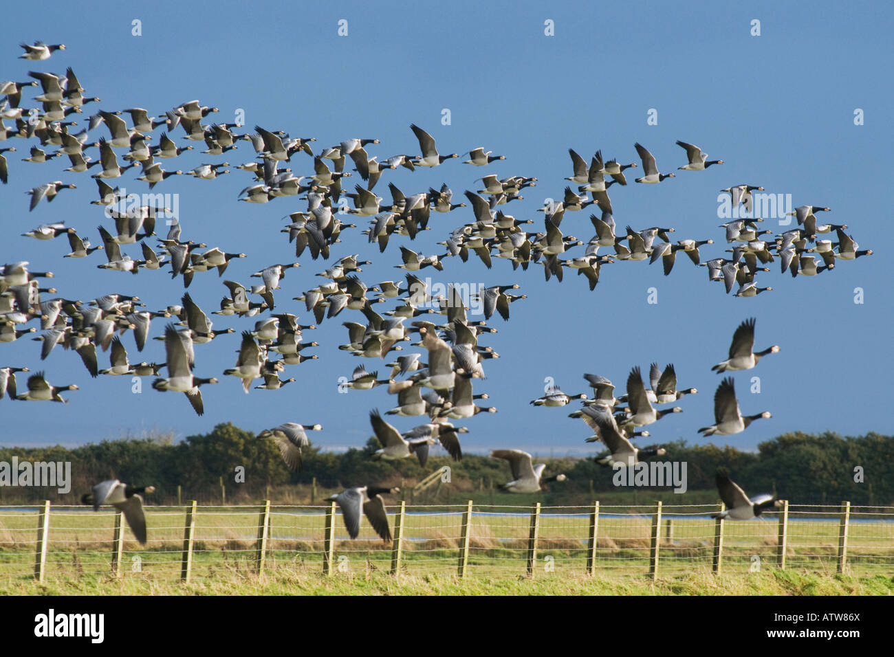 barnacle geese branta leucopsis in flight over farmland on the solway firth scotland Stock Photo