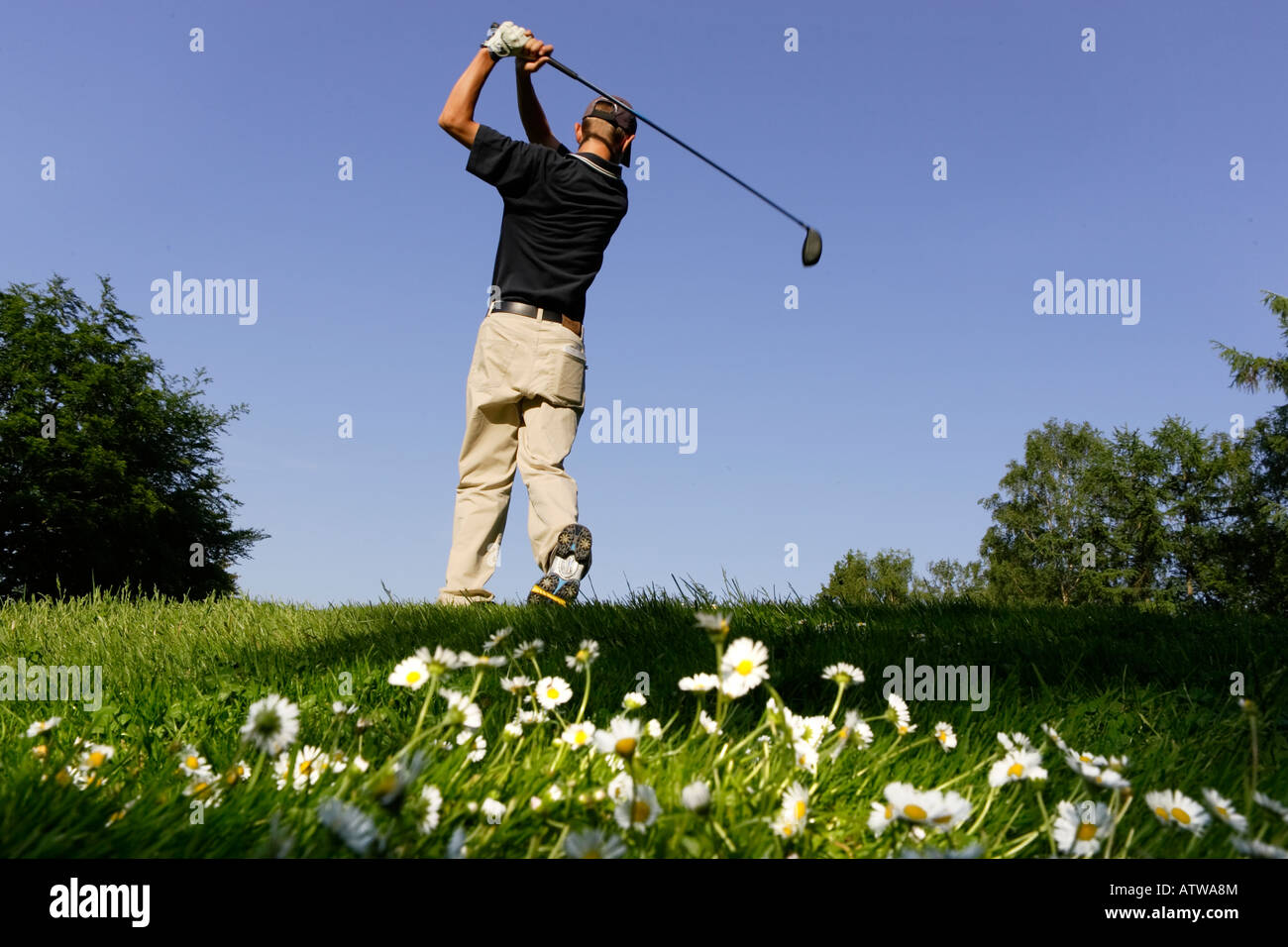 golf tee racket driver daisy Stock Photo