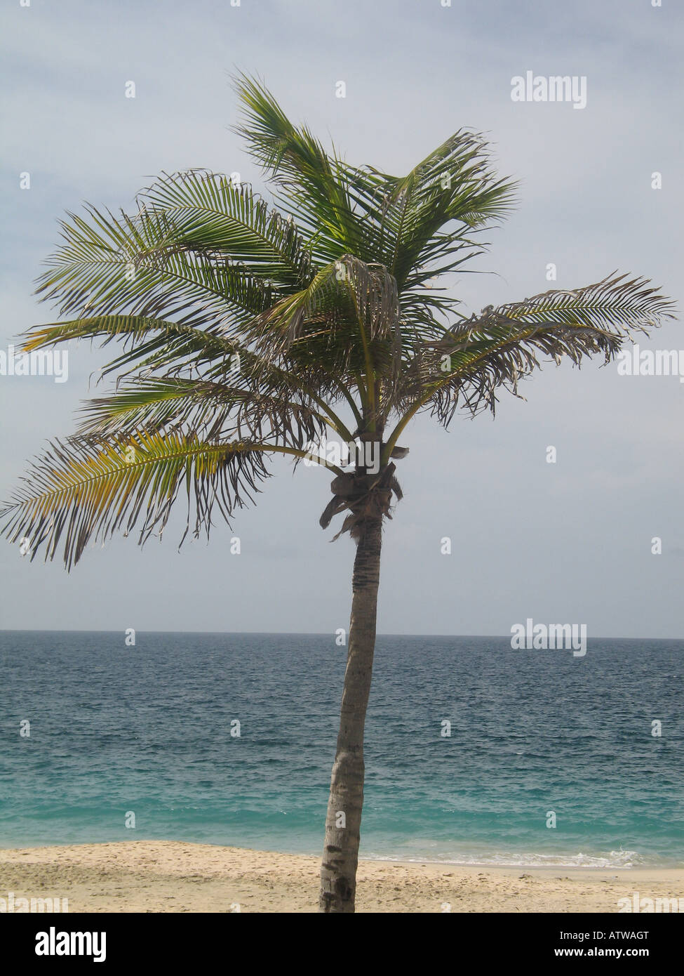 Palm tree and tropical beach, Margarita Island, Venezuela Stock Photo
