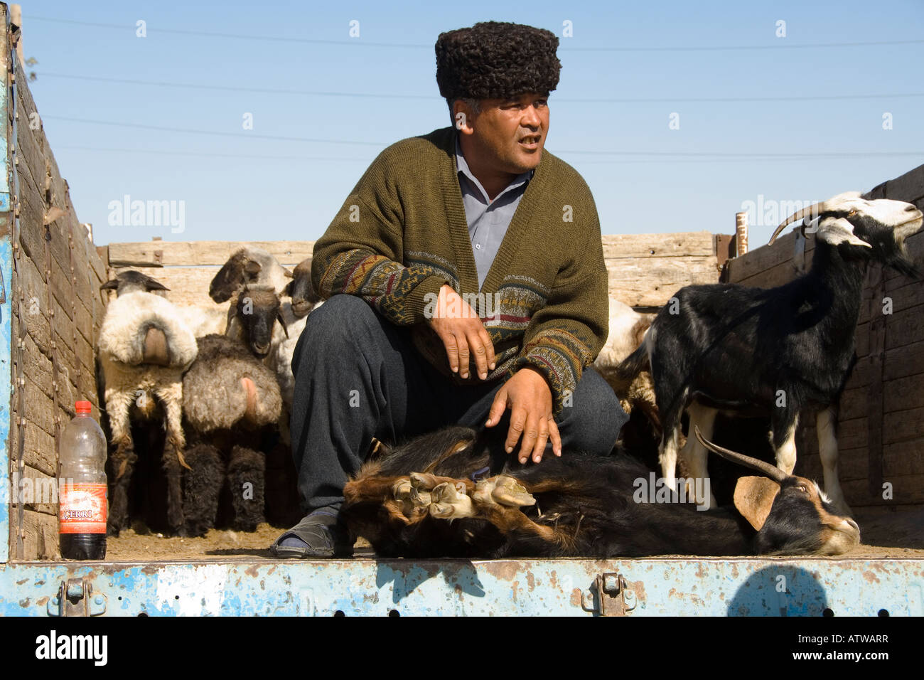 Merchant selling goats Stock Photo Alamy