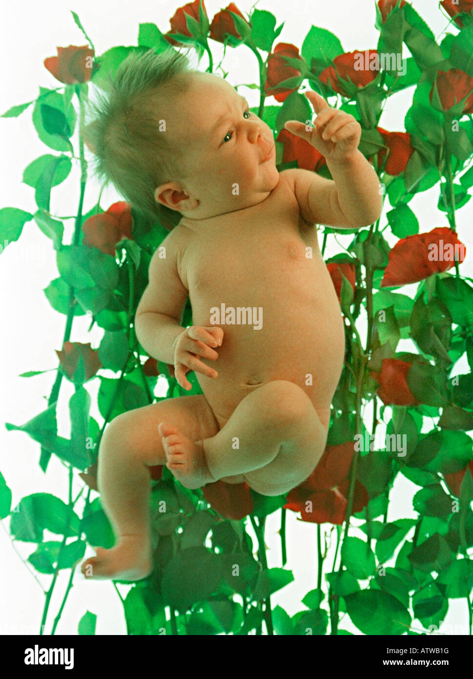 baby on roses Stock Photo