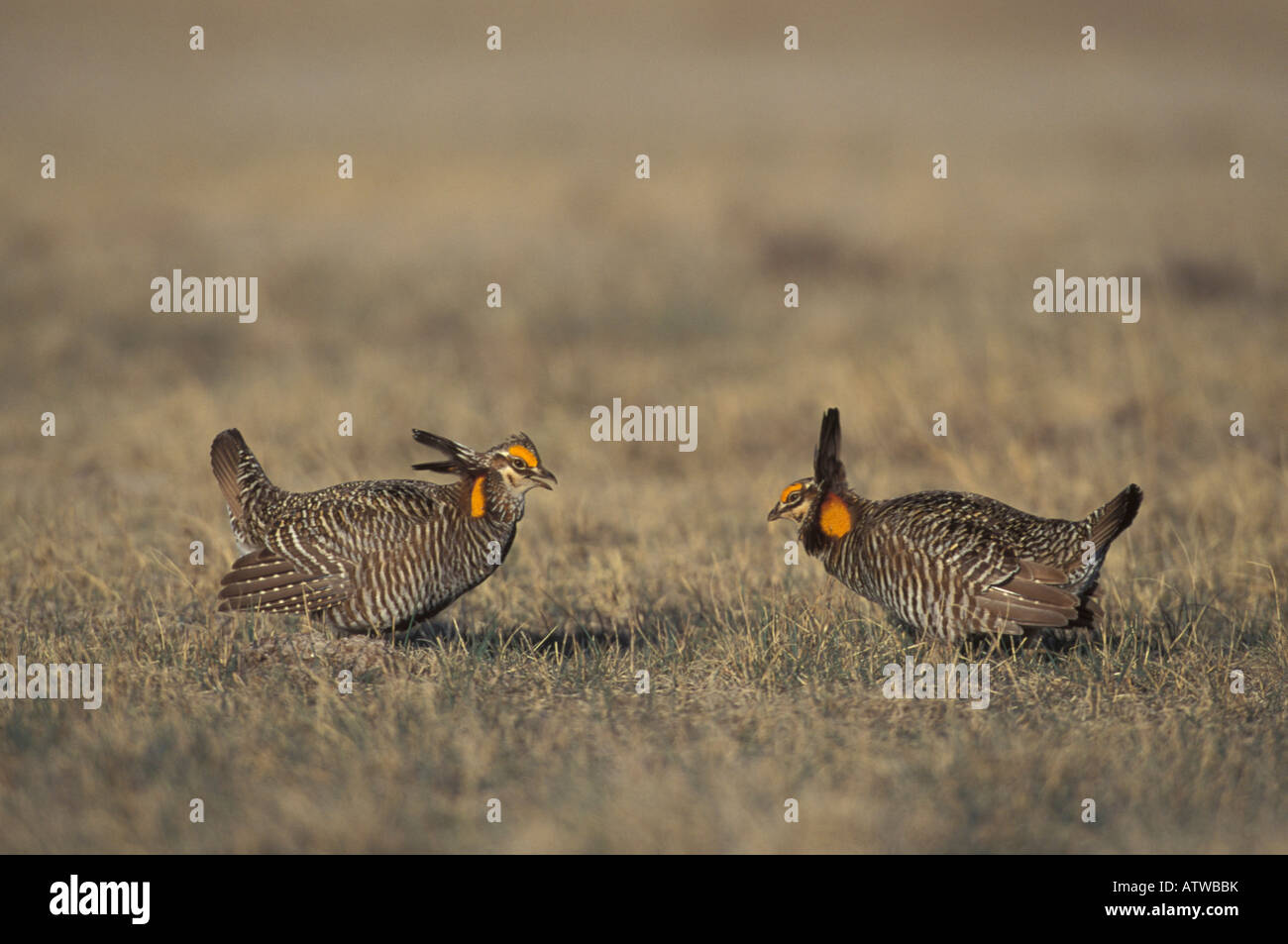 Greater Prairie-Chicken males, Tympanuchus cupido, courtship display. Stock Photo