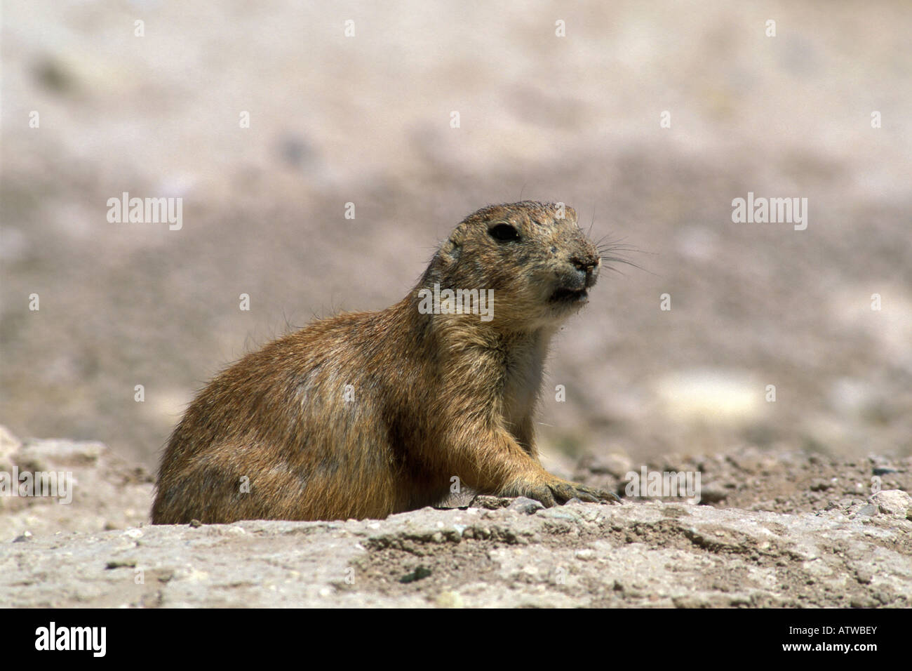 scoiattolo di terra Spermophilus  roditori mammiferi New Mexico USA America Americhe deserto desert Chiuhahuan Stock Photo
