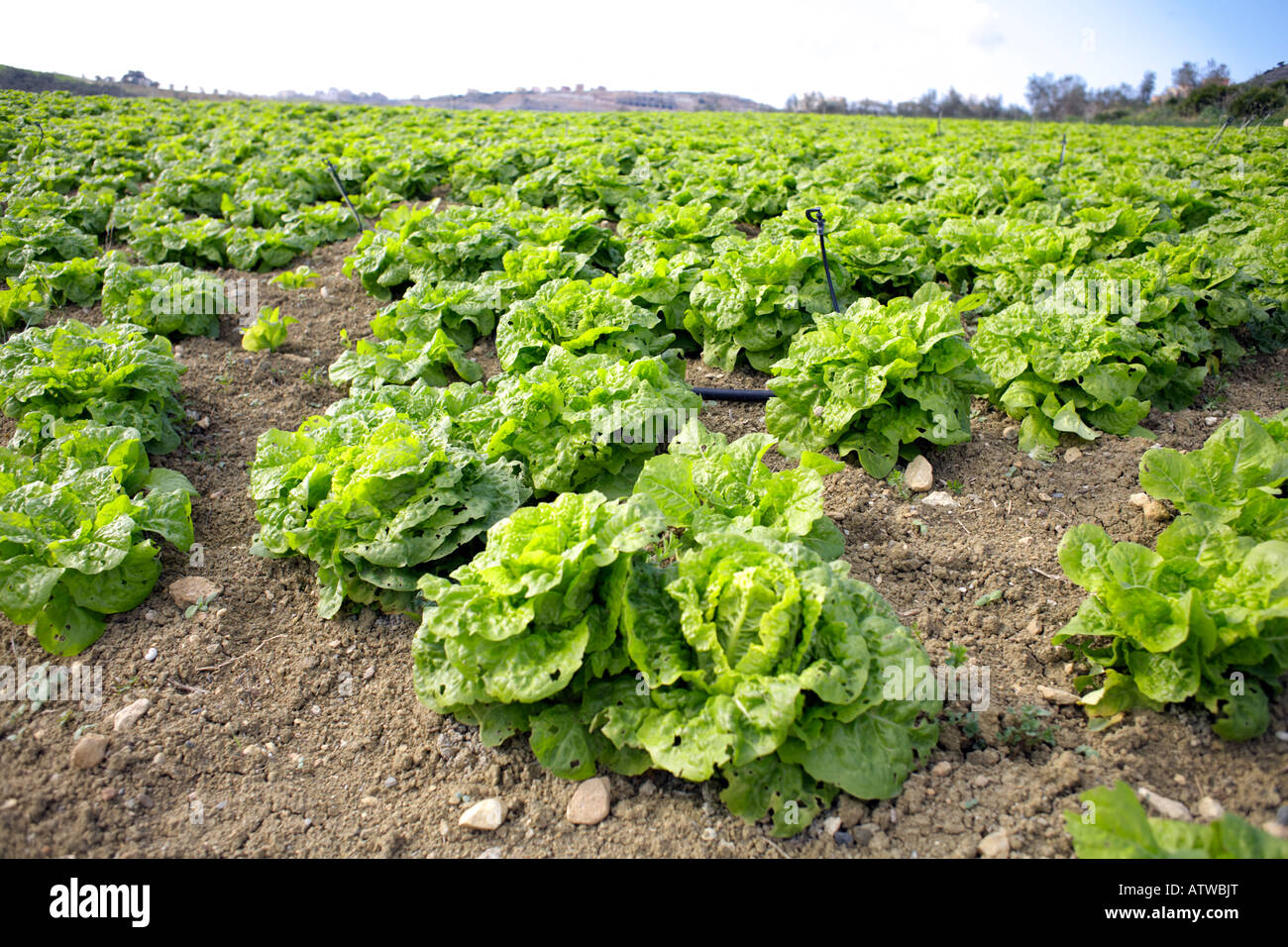 Field of Lettuces showing slug and snail damage, Alhaurin El Grande, Valle de Guadalhorce, Malaga Province, Spain, Early March Stock Photo