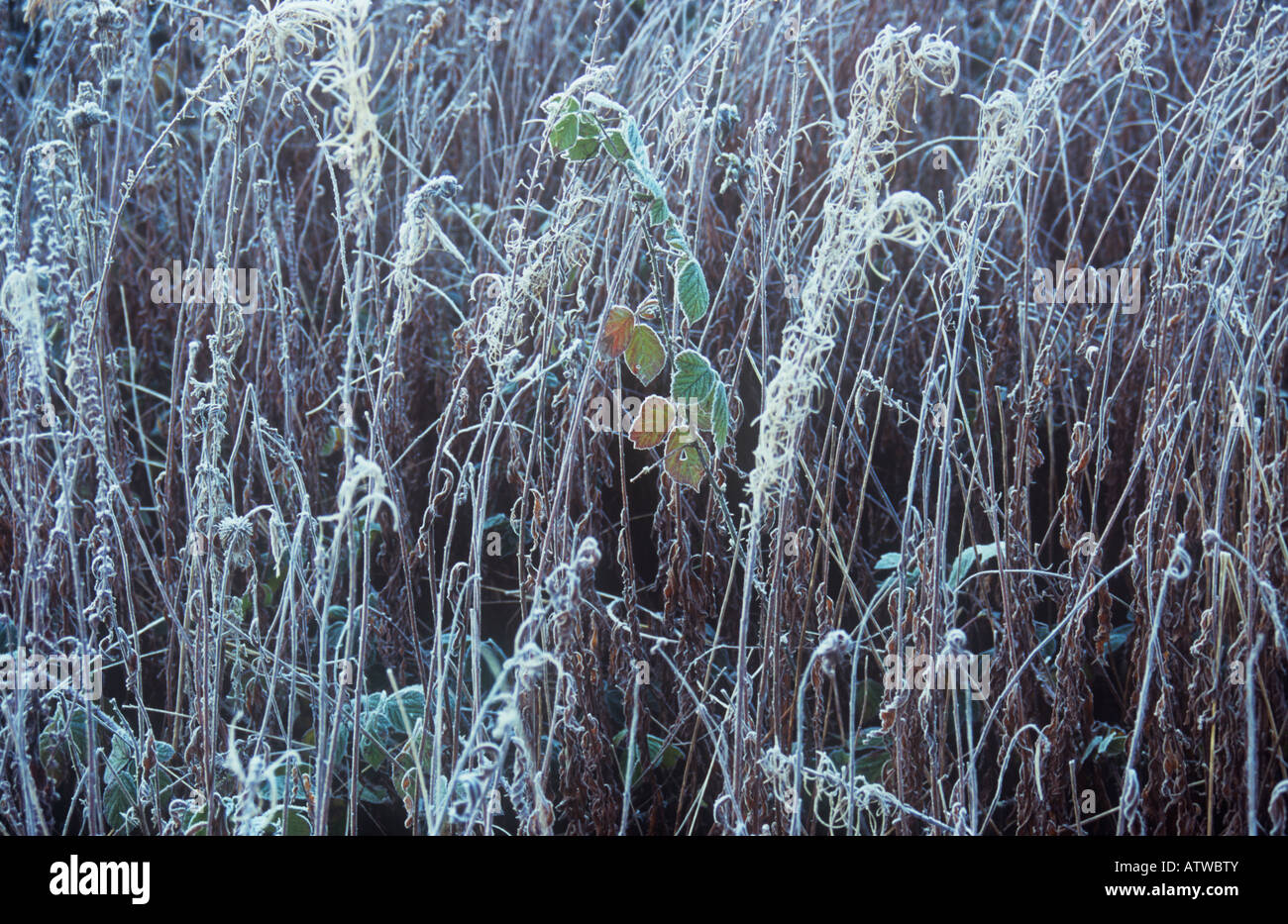 Stems of dried winter Rosebay willowherb covered in frost and punctuated by green and orange leaves of Blackberry Stock Photo