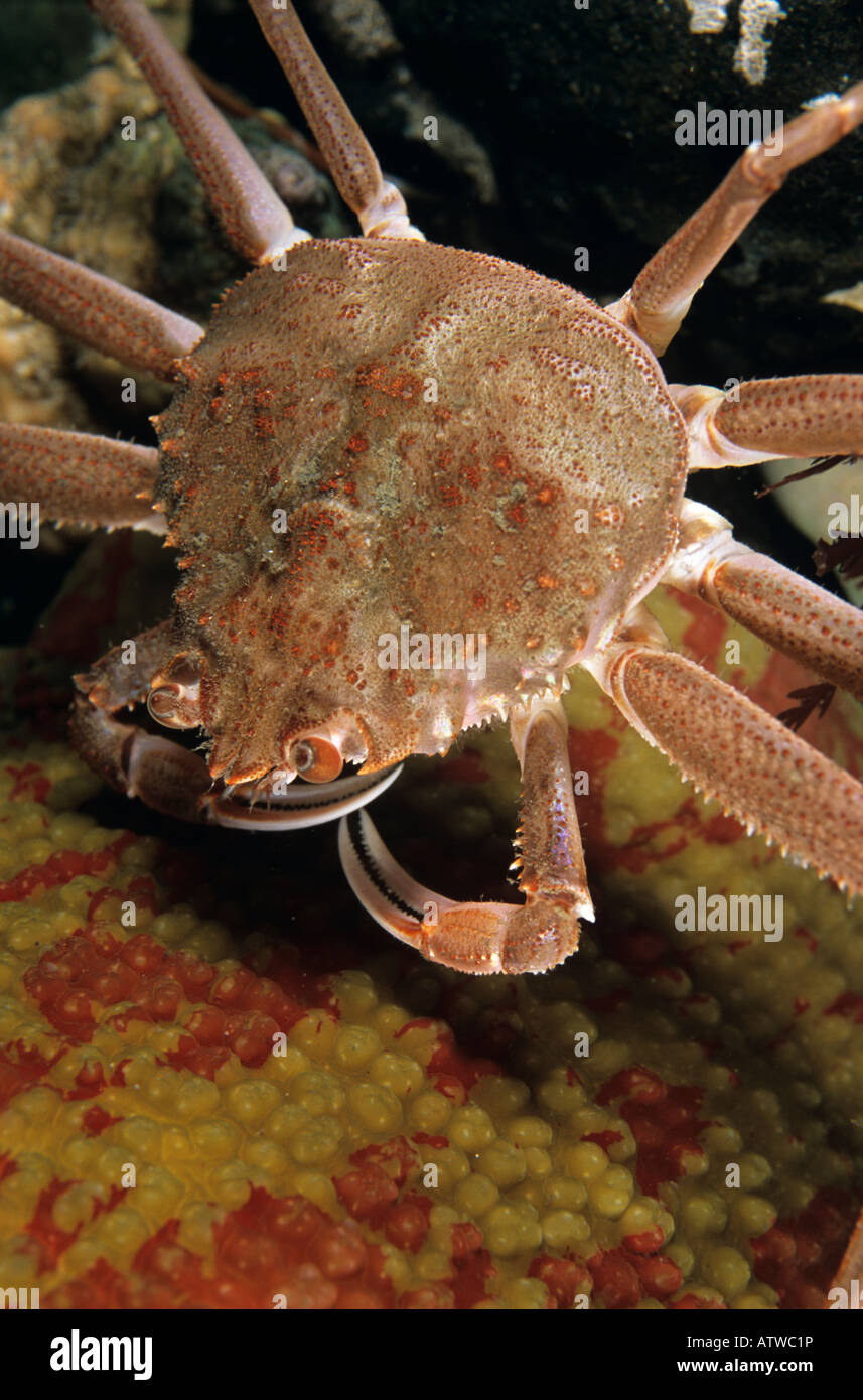 Tanner Crab (Chionoecetes bairdi) Northern Pacific Stock Photo Alamy