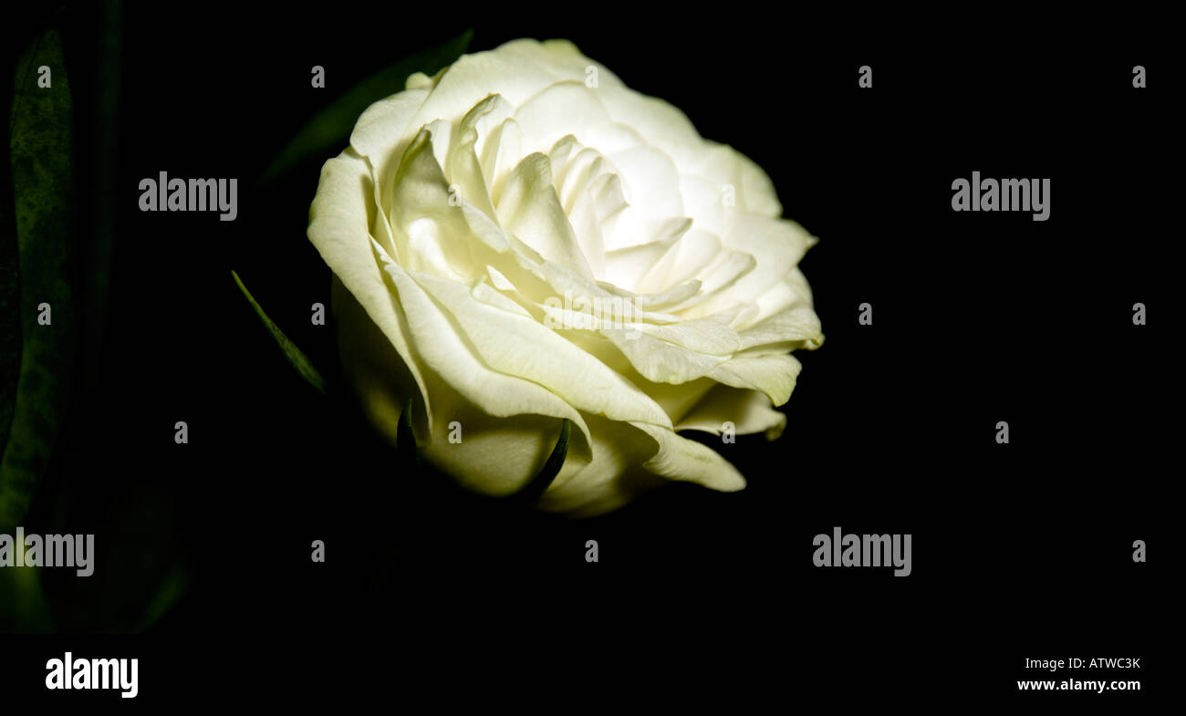 Black and white rose hi-res stock photography and images - Alamy