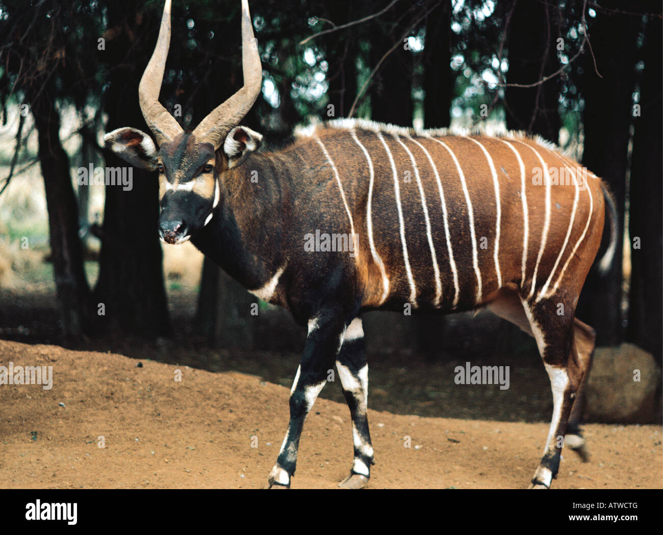 bongo animal