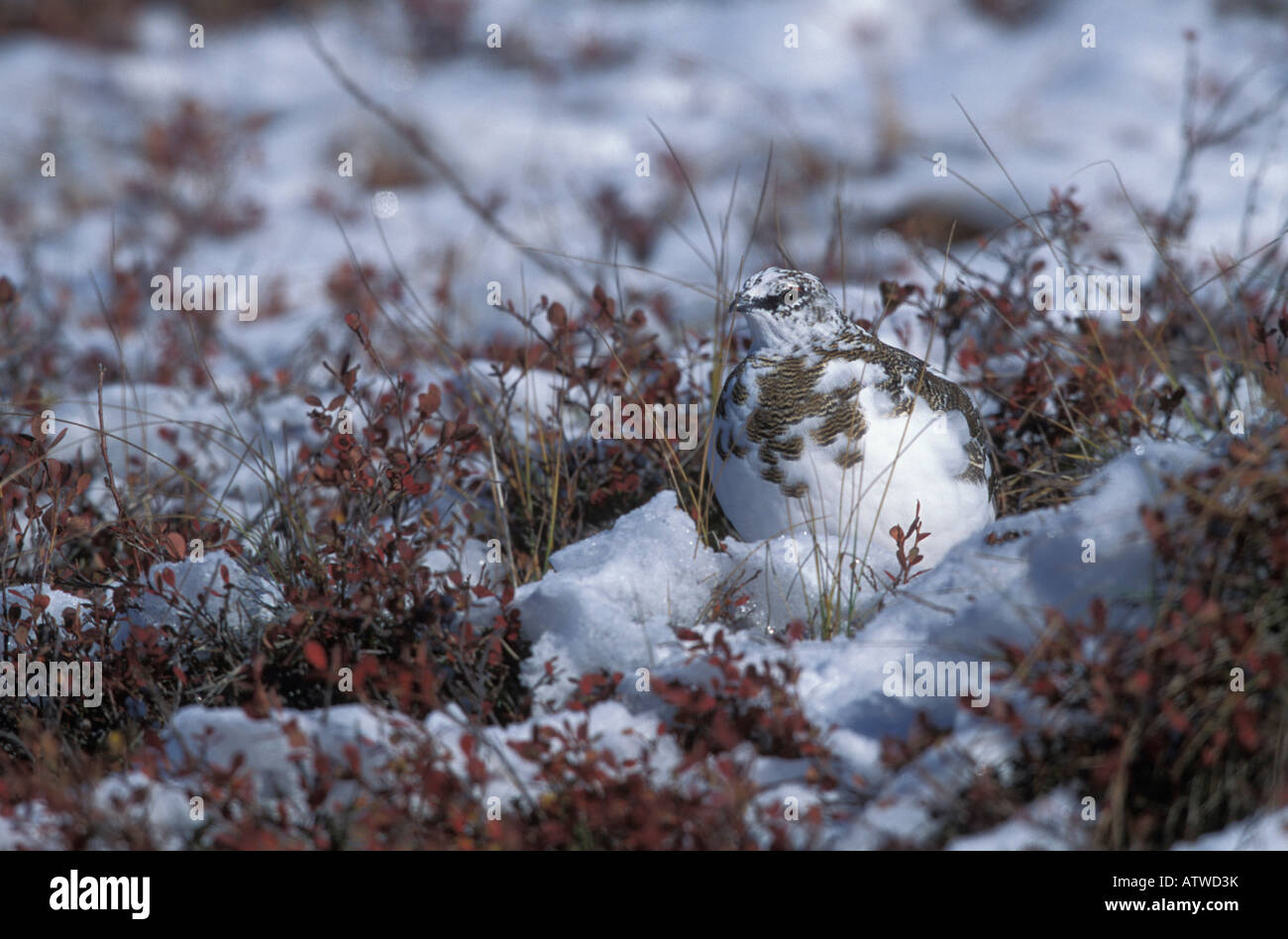 Rock Ptarmigan in fall molt, Lagopus mutus, in snow. Stock Photo