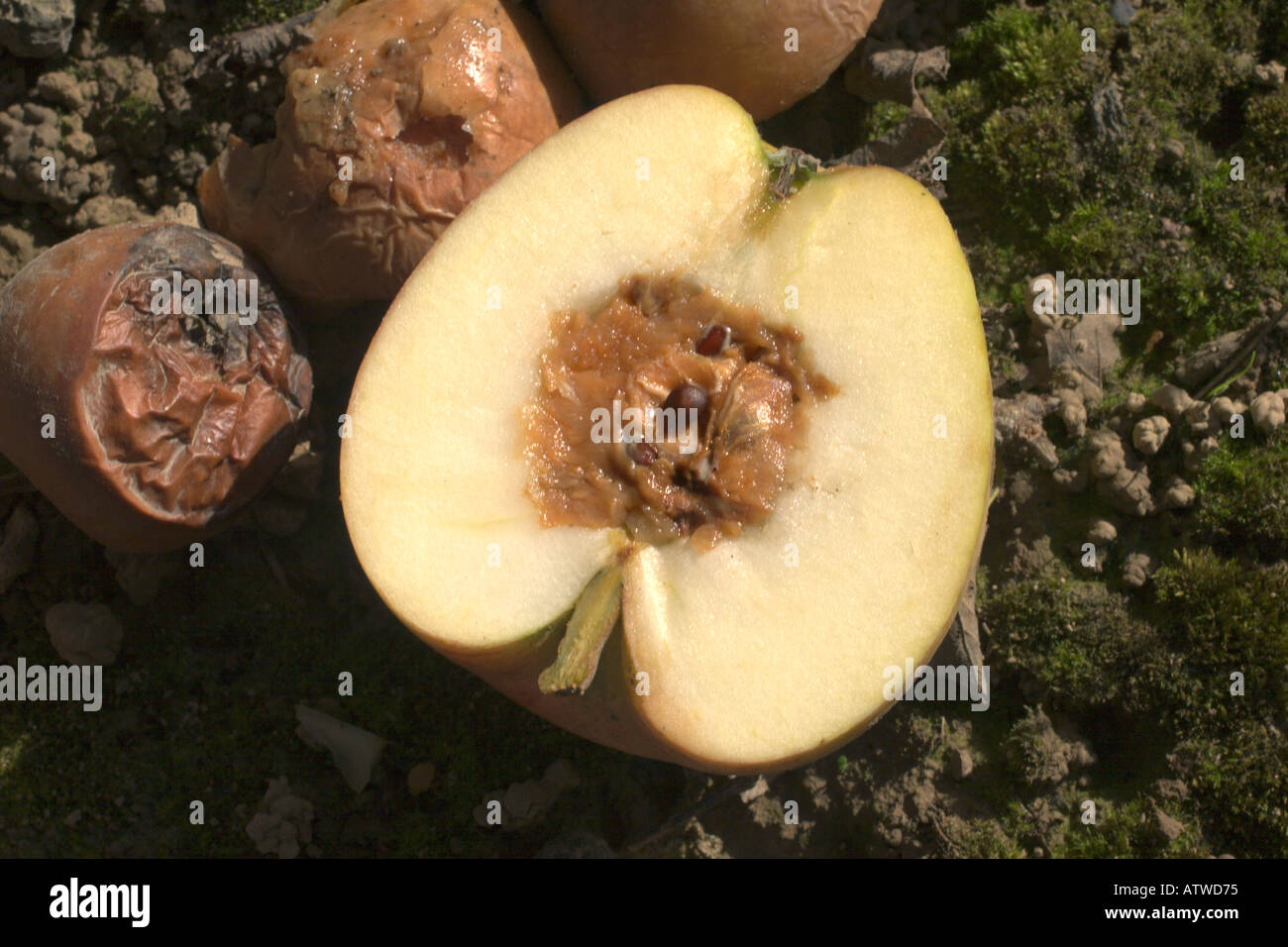 Waste unpicked Apple rotten from the core lying in mud in Autumn