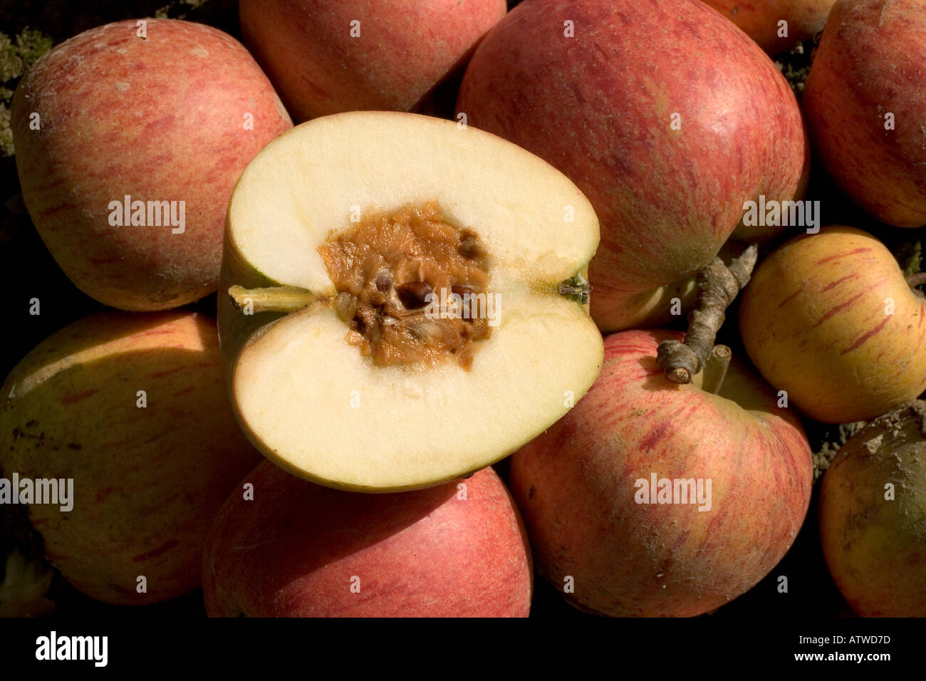 Waste an unpicked Apple left to rot in the orchard goes rotten from the