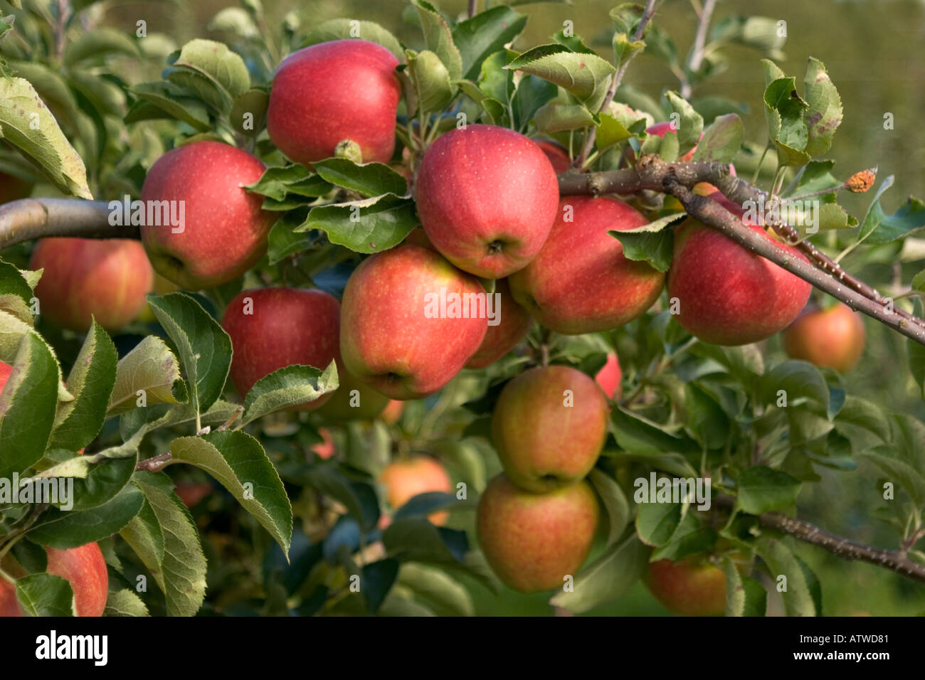 Abundant Gala apples red ripe and ready to harvest on apple tree in