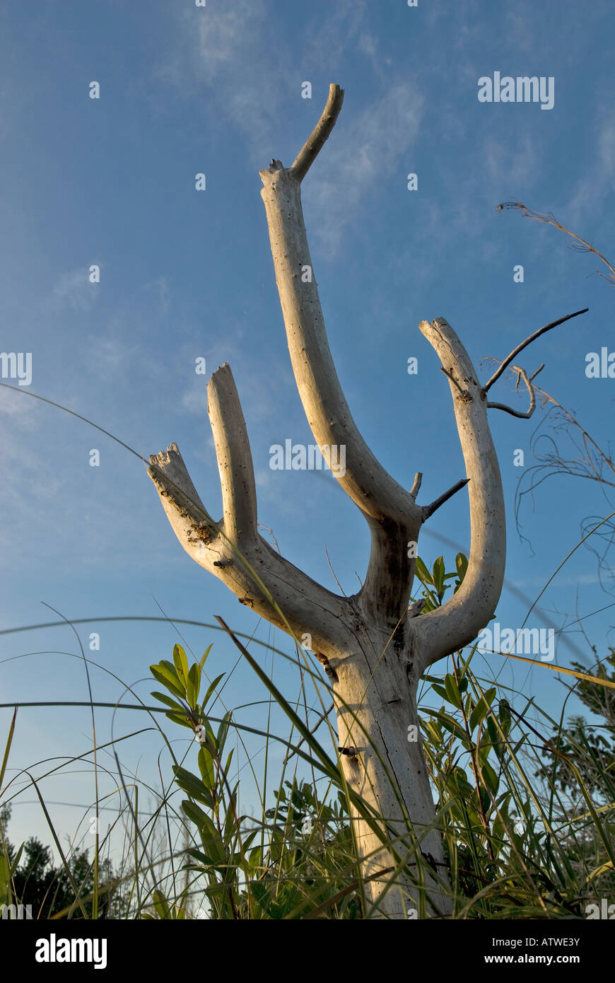 dead bald cypress tree in the Everglades National Park, Florida Stock