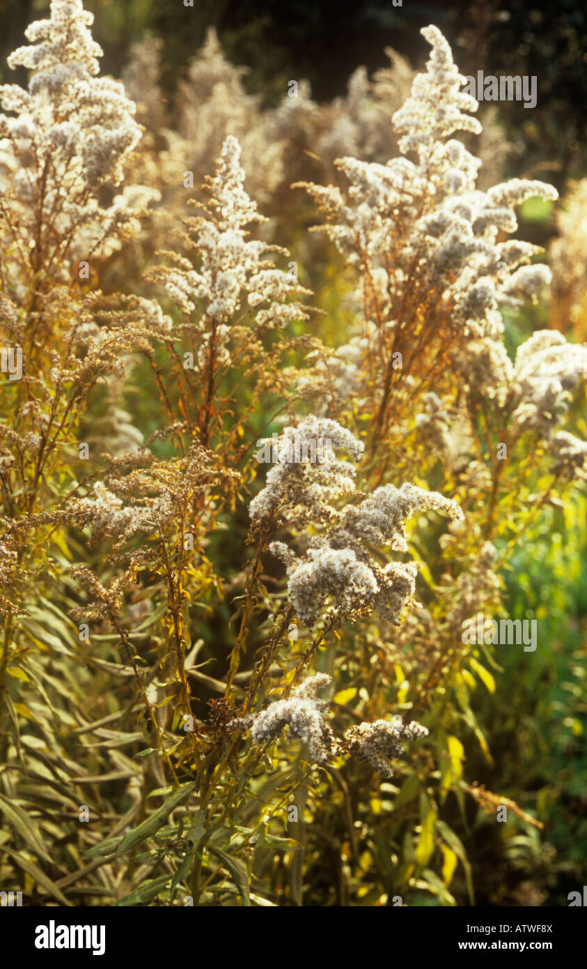 Close up of autumnal white seeded flowerheads and backlit yellow leaves of Golden rod or Solidago clumps Stock Photo