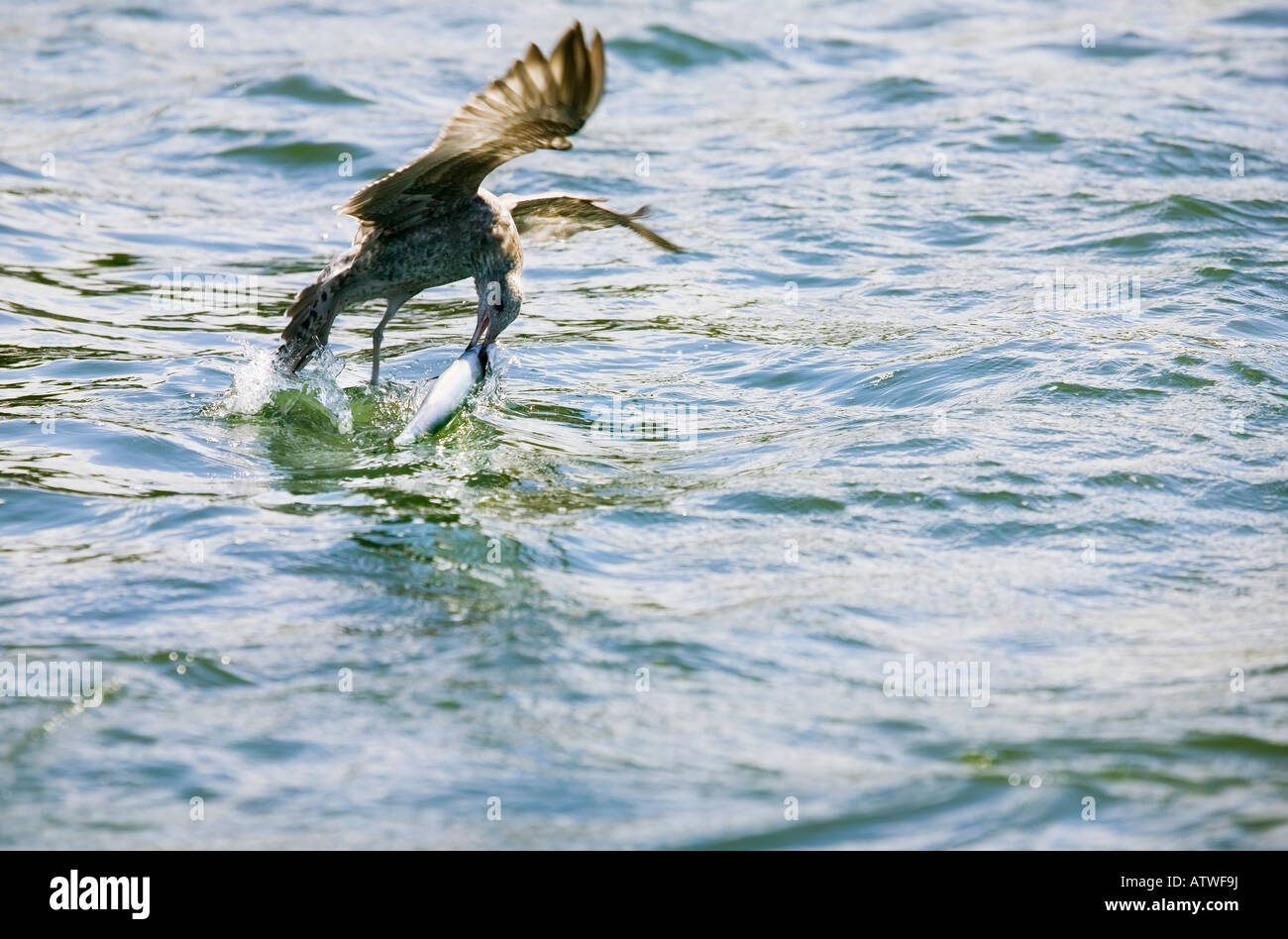 Bird Catching Fish Stock Photos & Bird Catching Fish Stock Images Alamy
