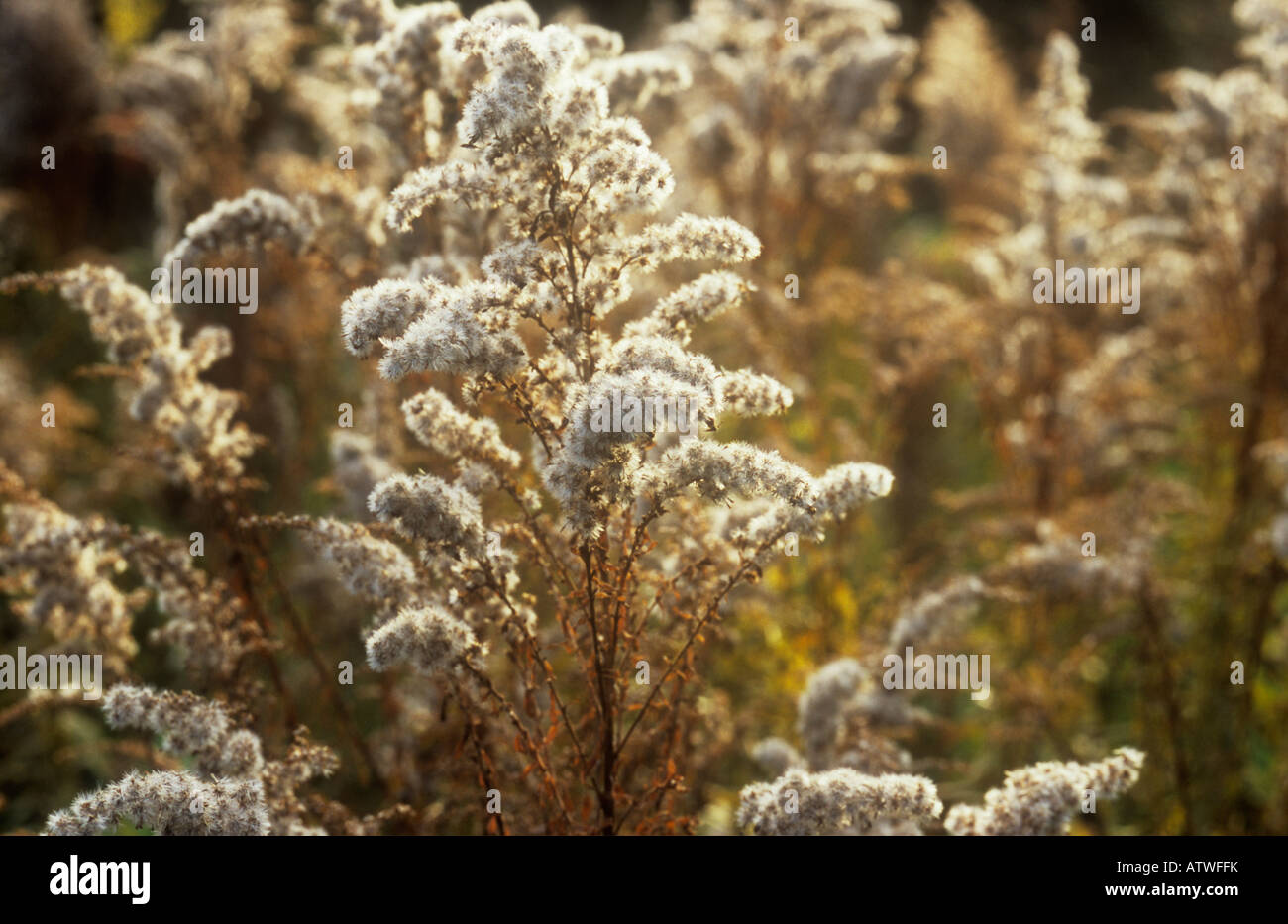 Close up of autumnal white seeded flowerheads and backlit yellow leaves of Golden rod or Solidago clumps Stock Photo