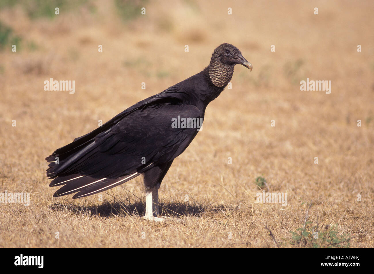 Black Vulture, Coragyps atratus, perched on ground. Stock Photo