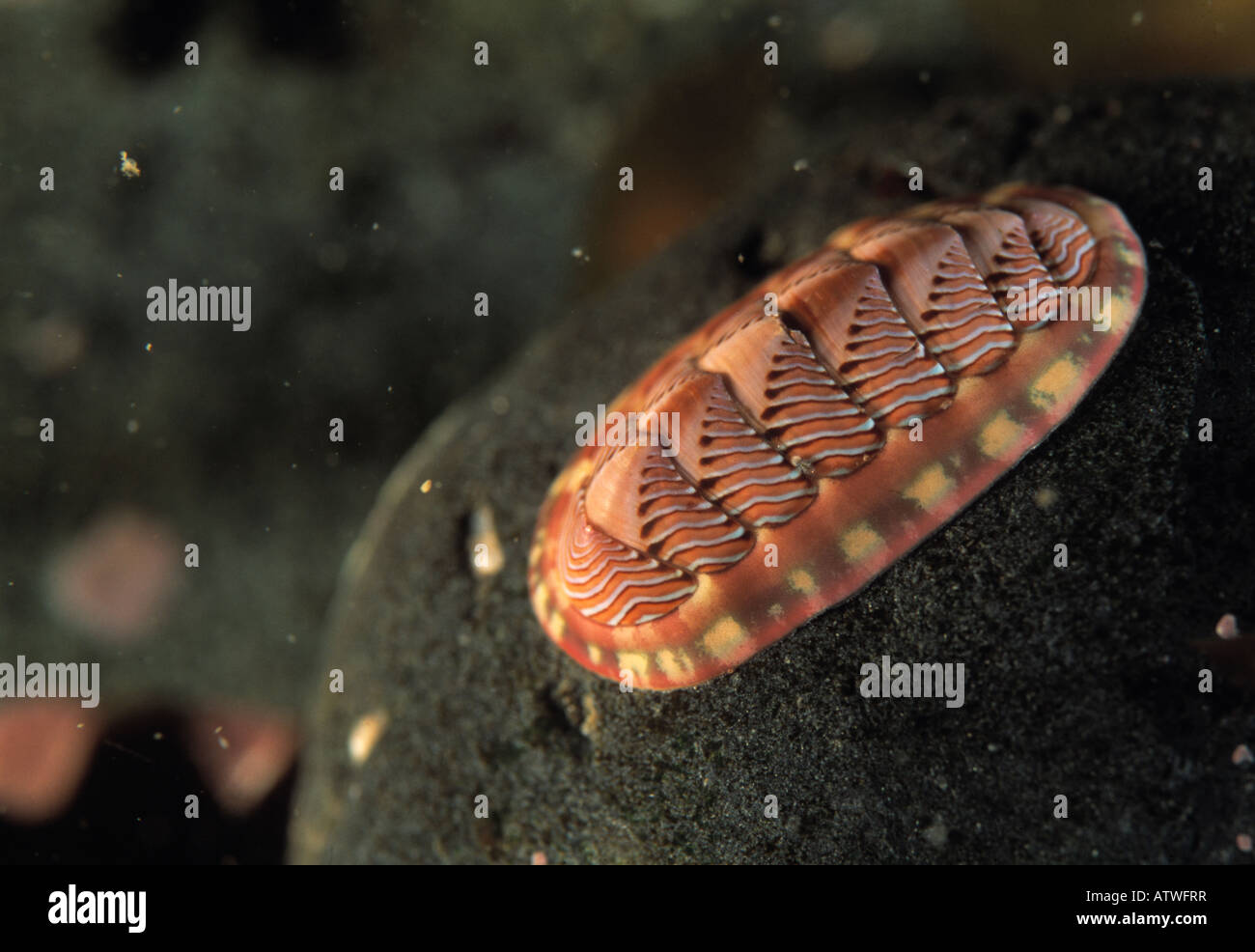 Lined Chiton (Tonicella lineata) under water, Northern Pacific Stock Photo