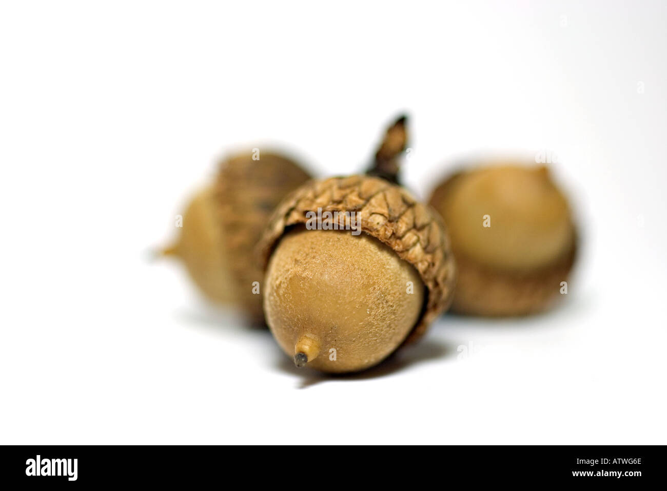 acorns Stock Photo