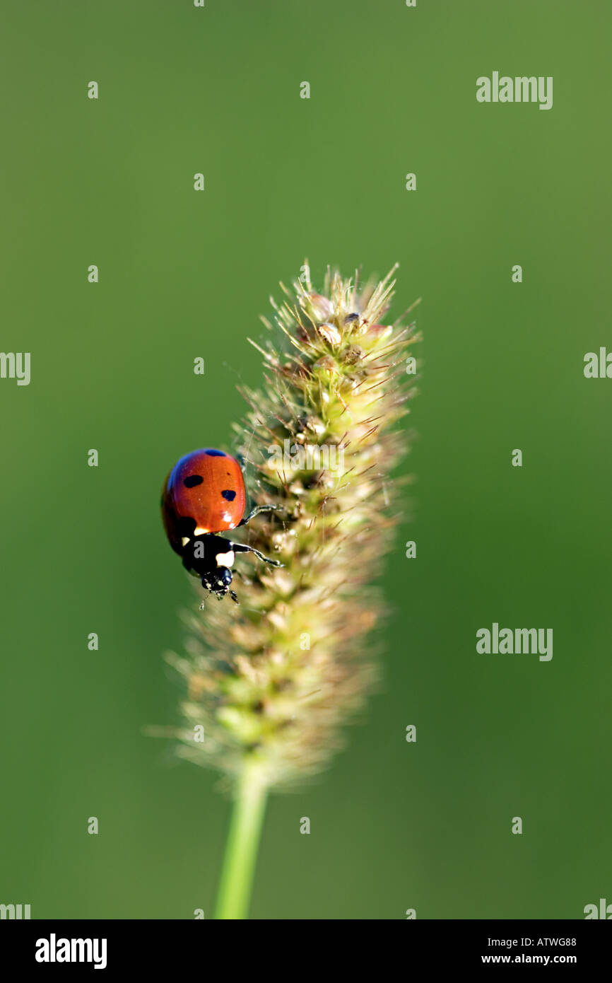 ladybug on a tuft of grass Stock Photo