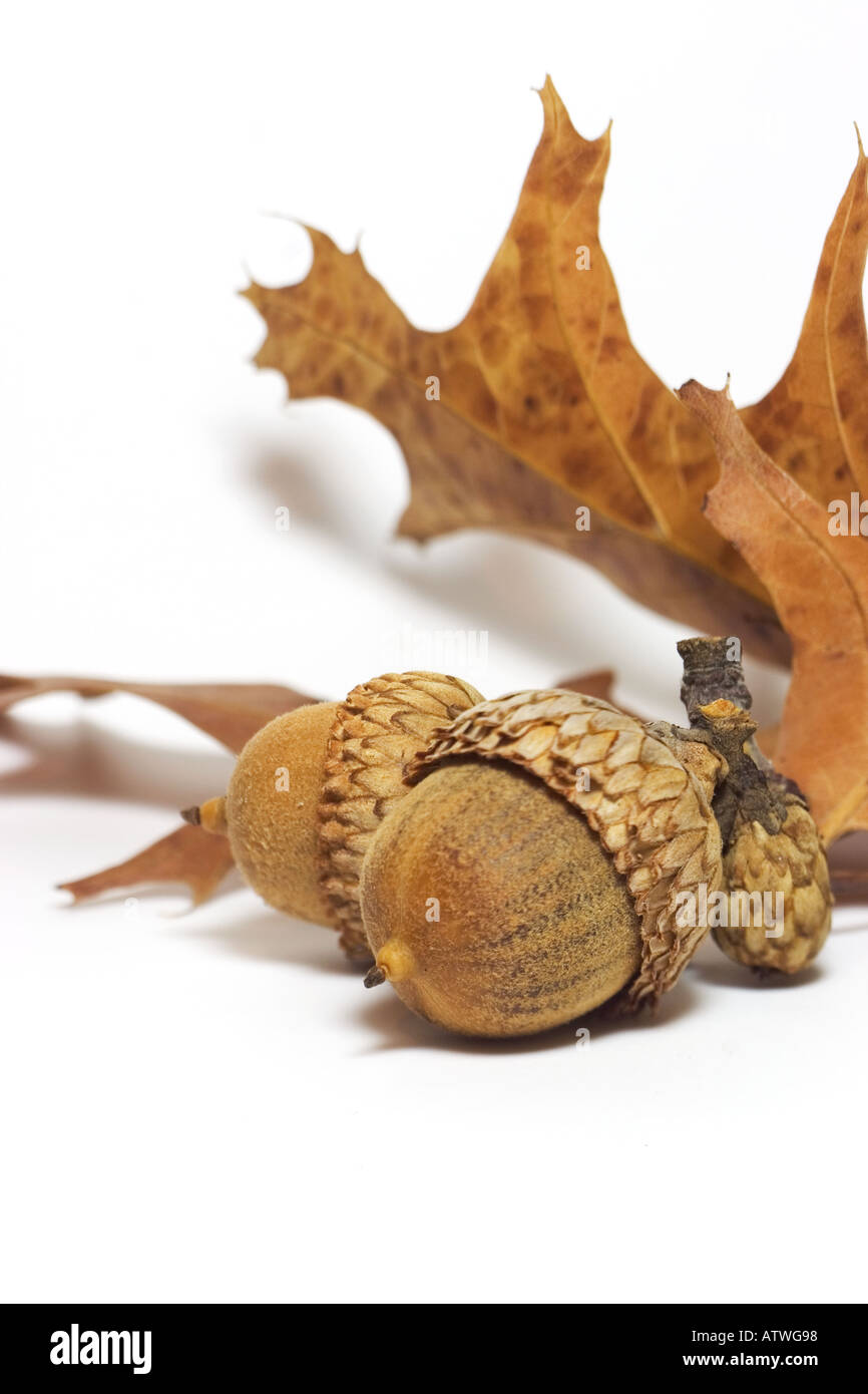 acorns and leaves Stock Photo