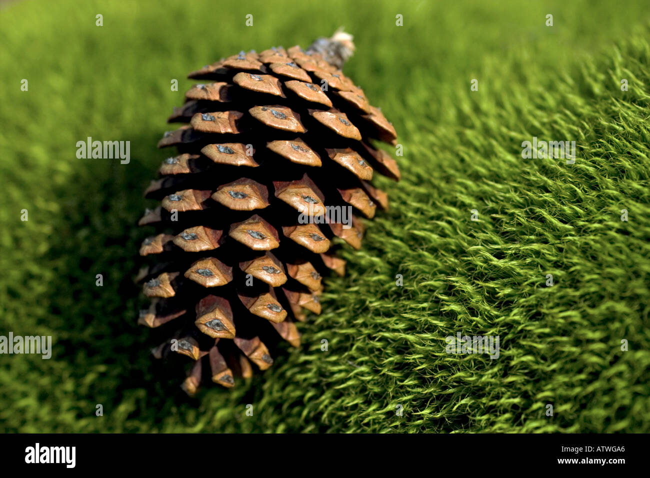 pine cone on a bed of moss Stock Photo