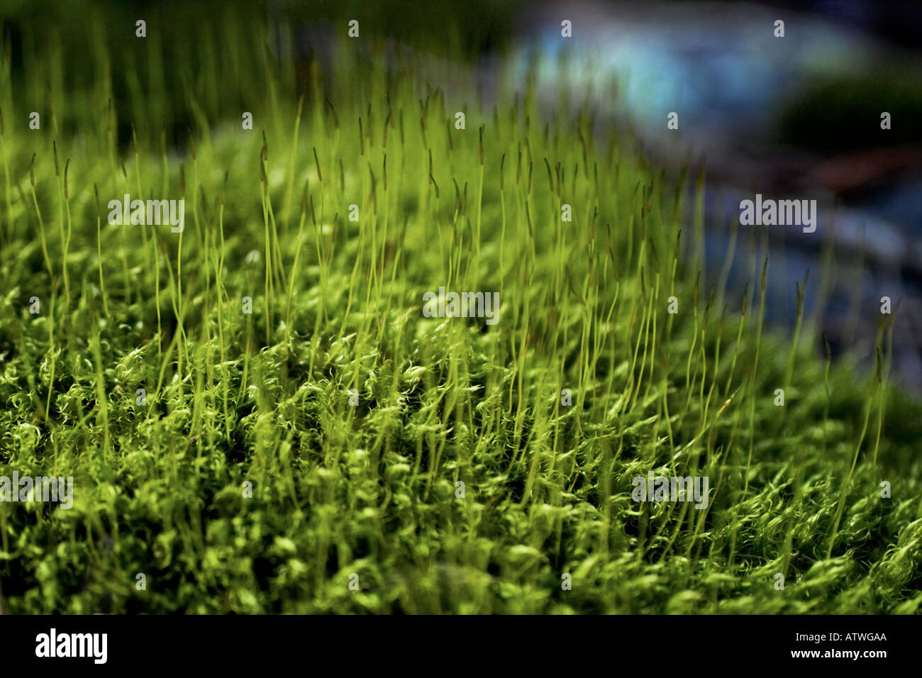 flowering moss Stock Photo Alamy