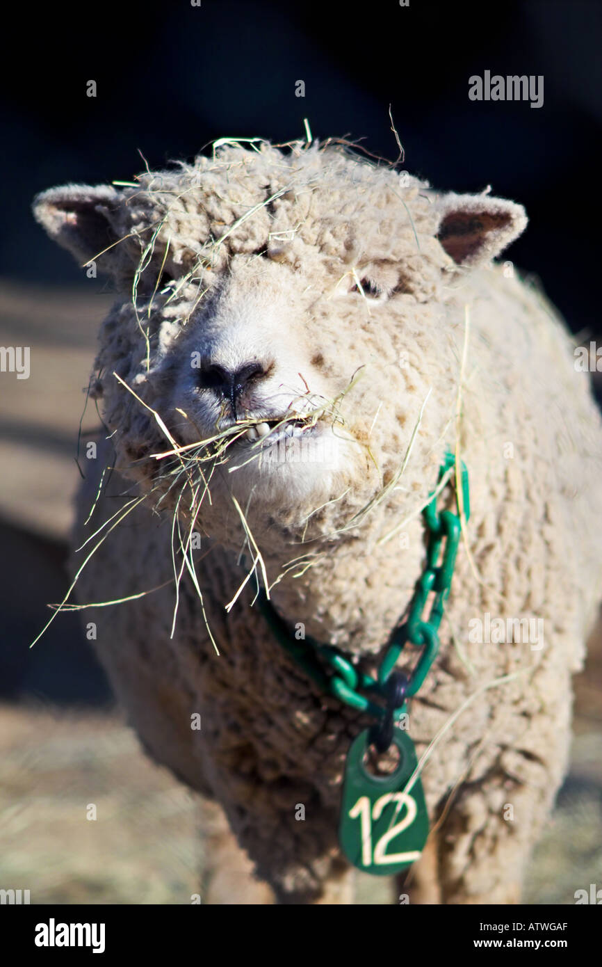 sheep chewing hay Stock Photo