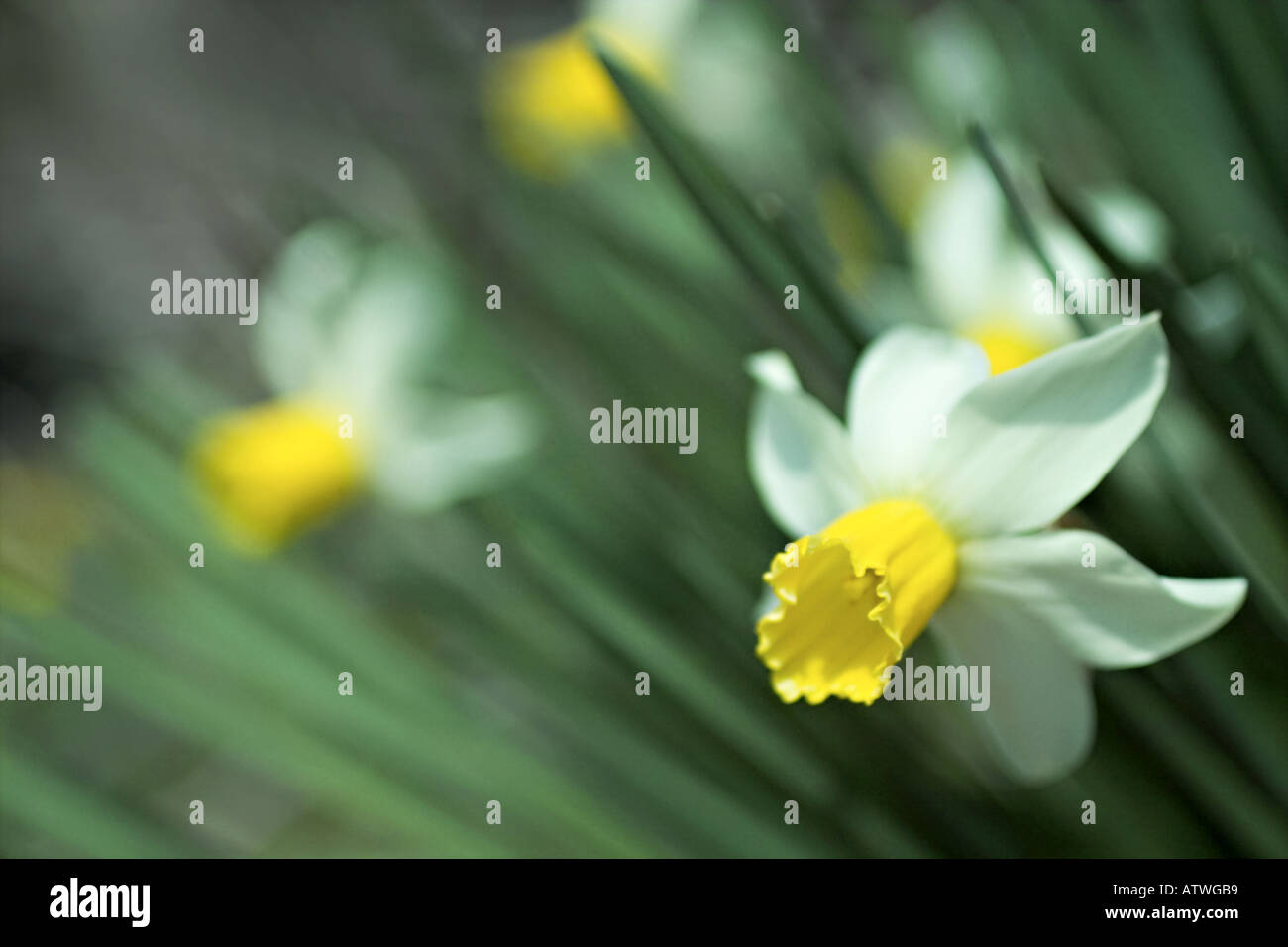 daffodils in a slight breeze Stock Photo