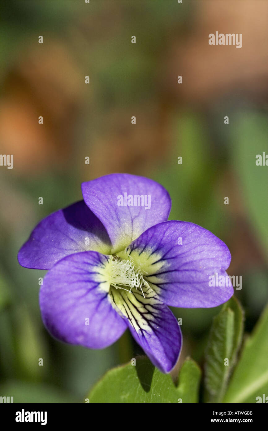 wild violet Stock Photo