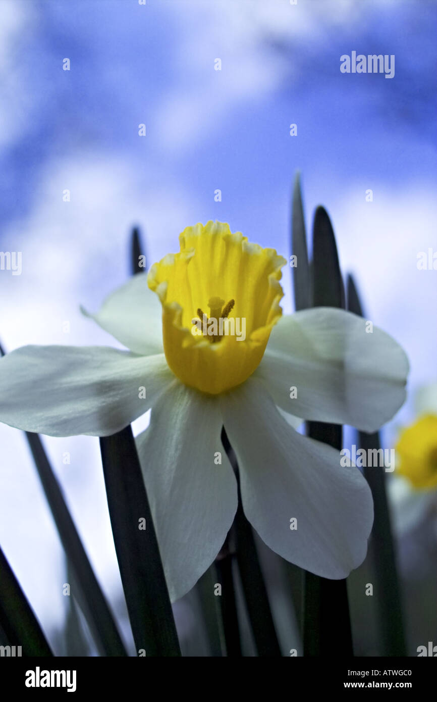 daffodil with blue sky background Stock Photo
