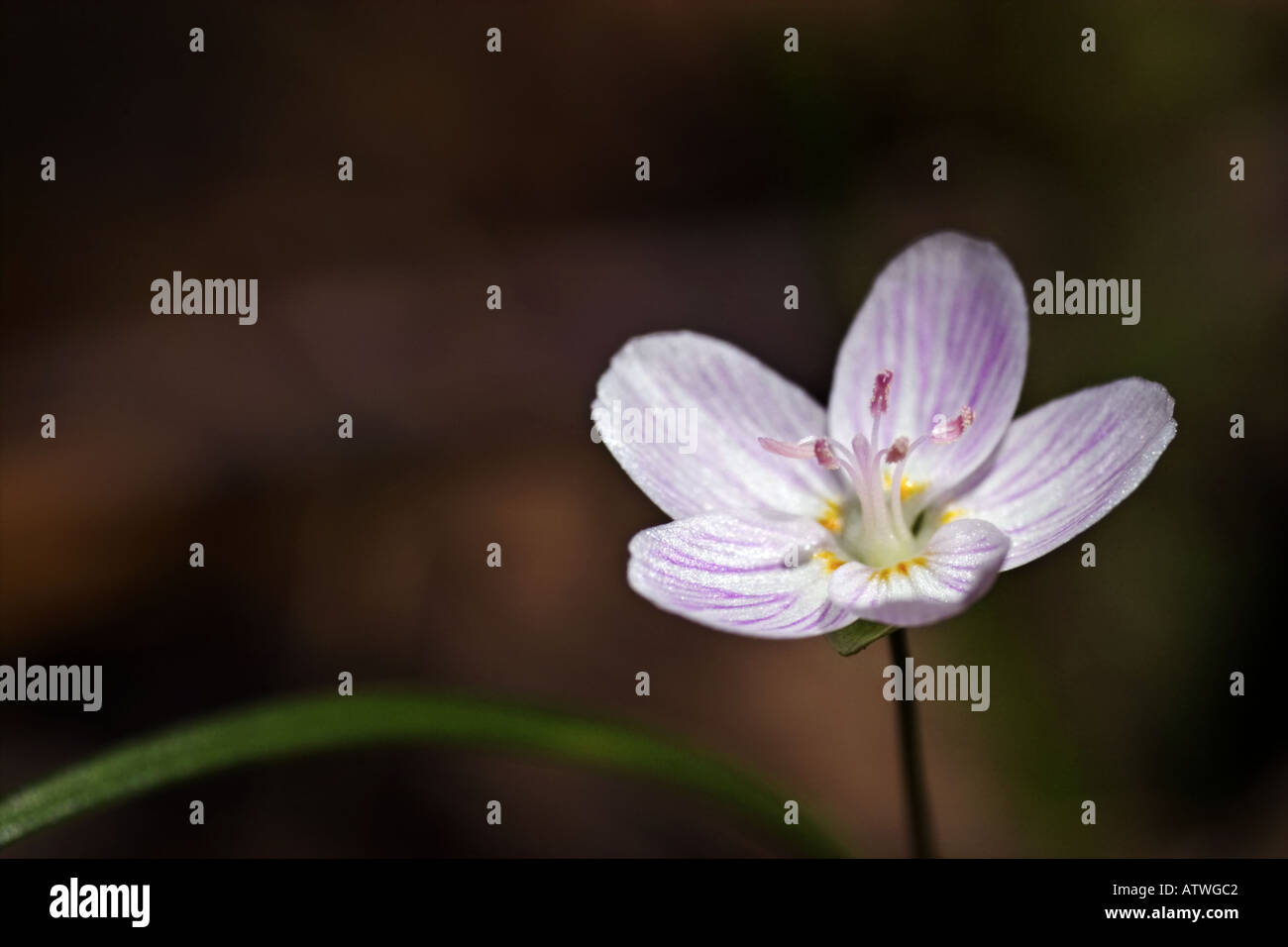 spring beauty wildflower Stock Photo