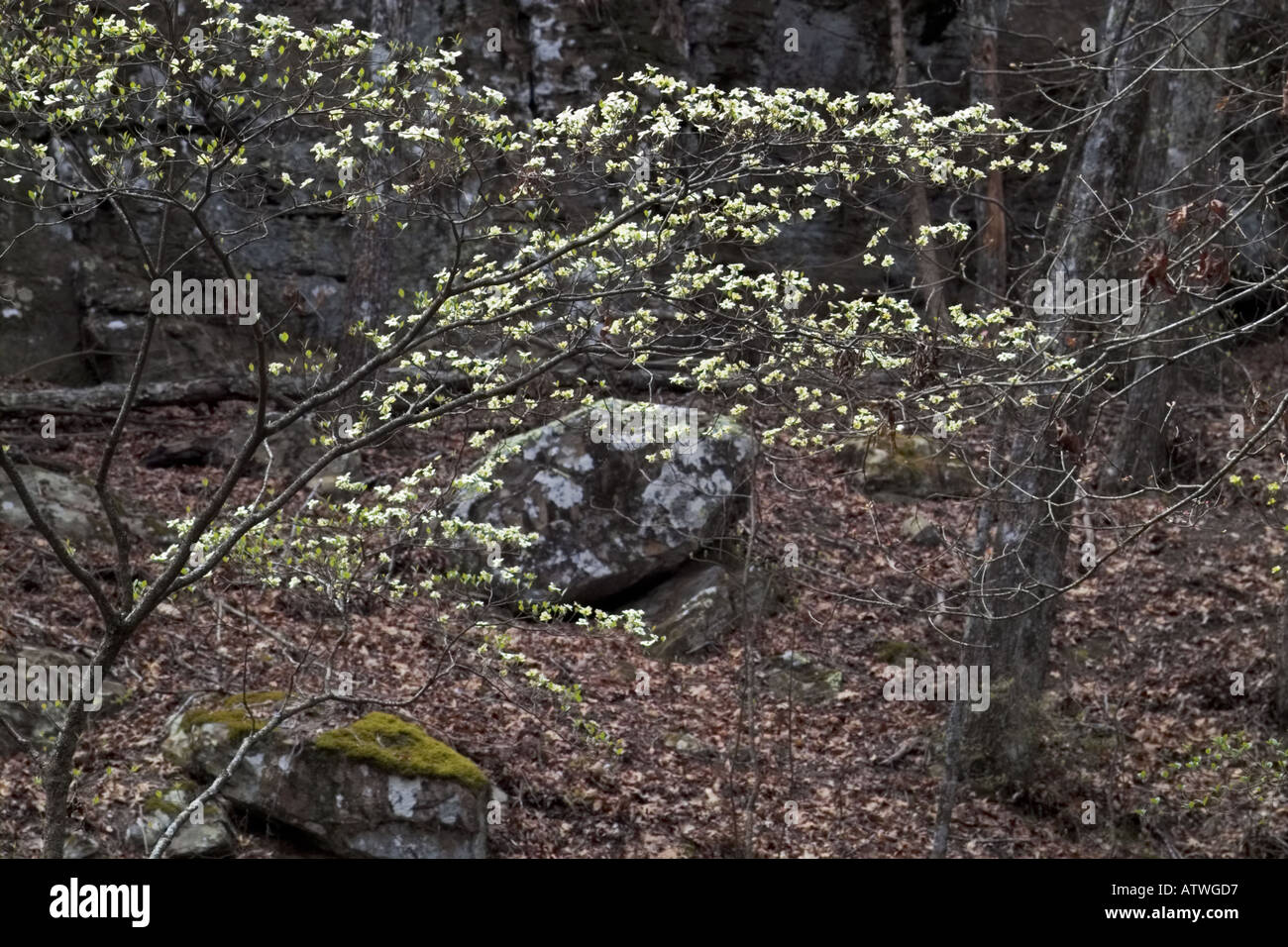 dogwood blossoms and boulder Stock Photo