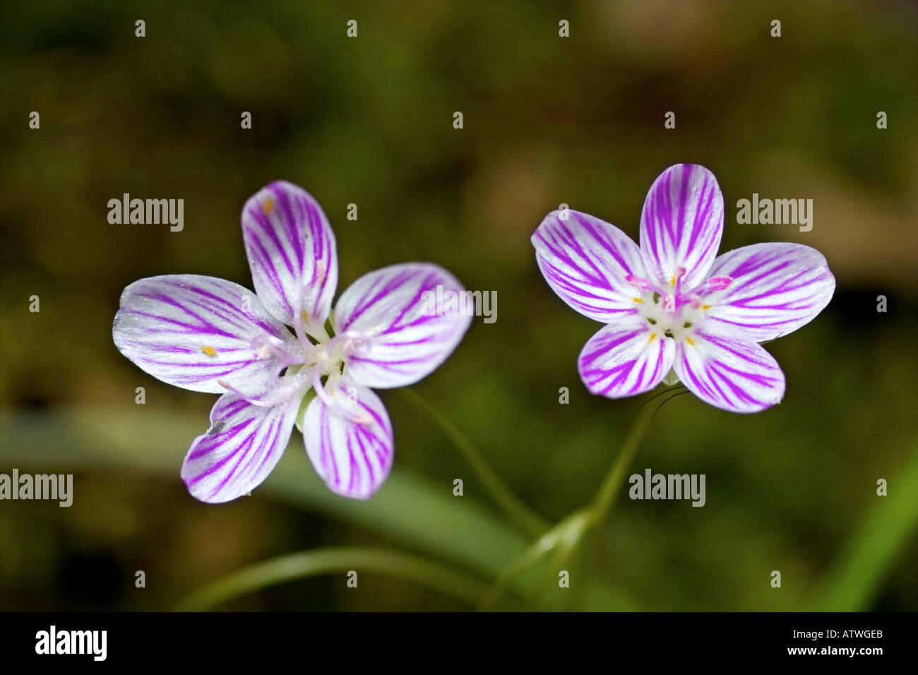 spring beauty wildflowers Stock Photo