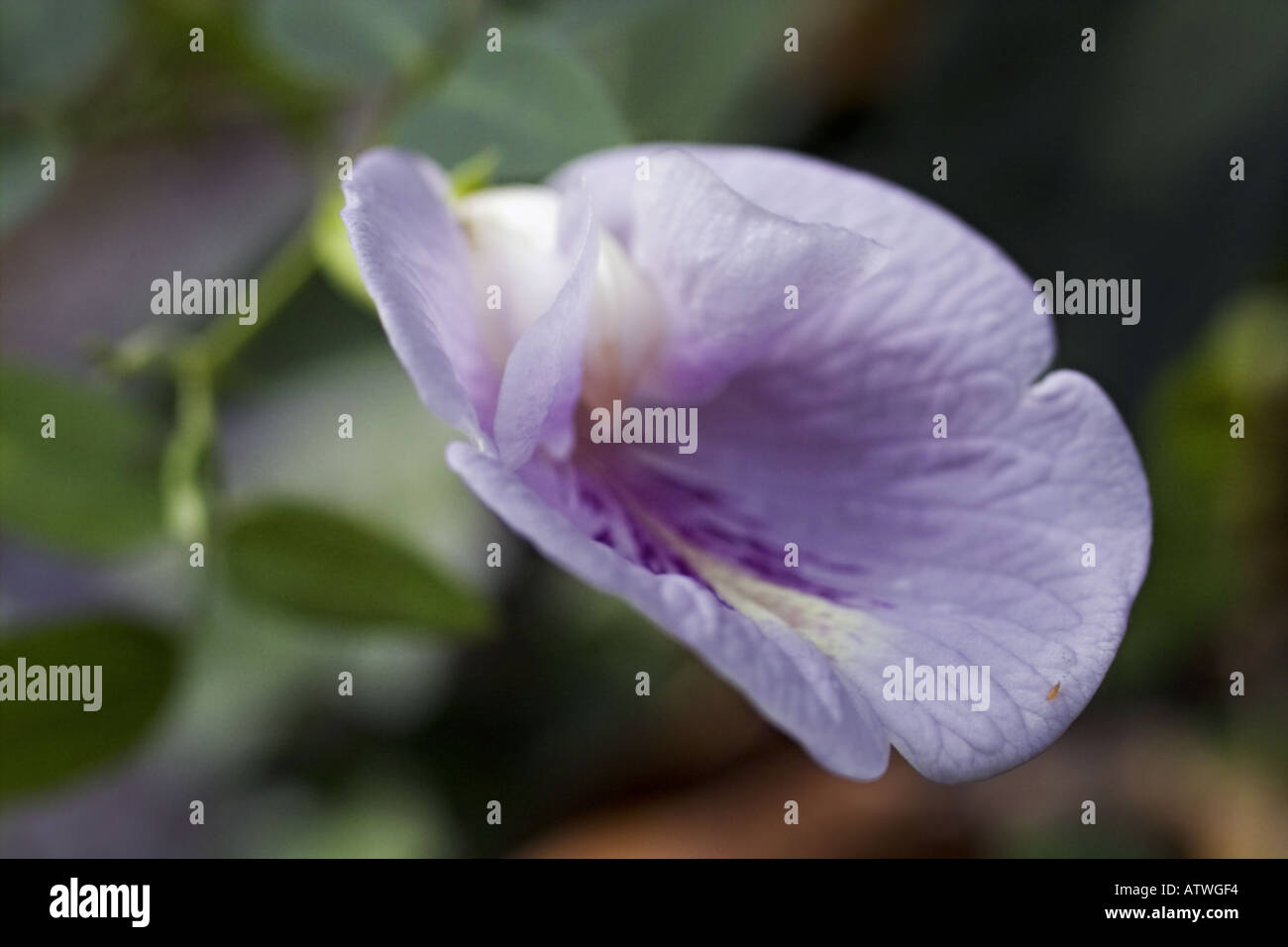 butterfly pea wildflower with aphid Stock Photo