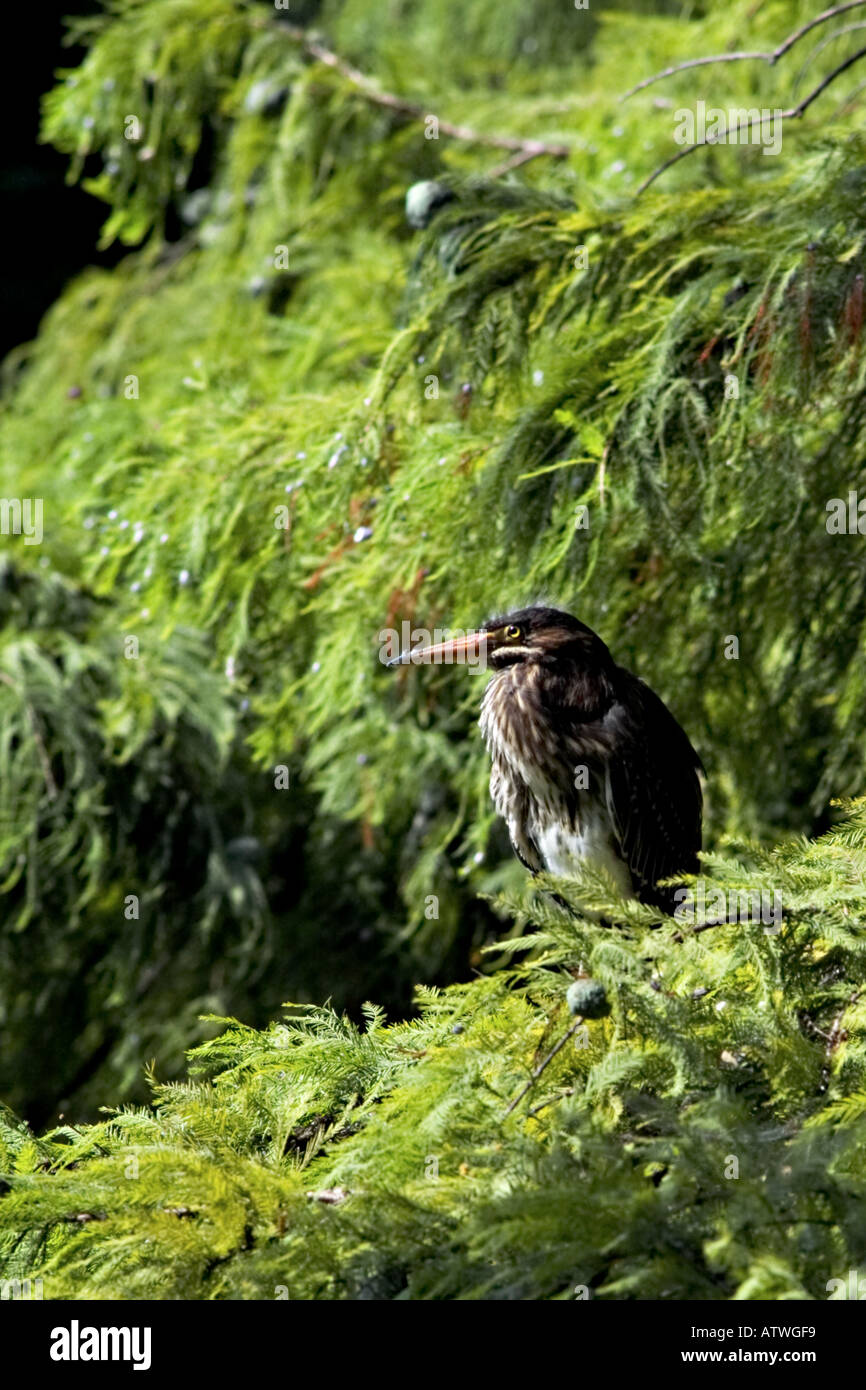 young green heron in cypress tree Stock Photo