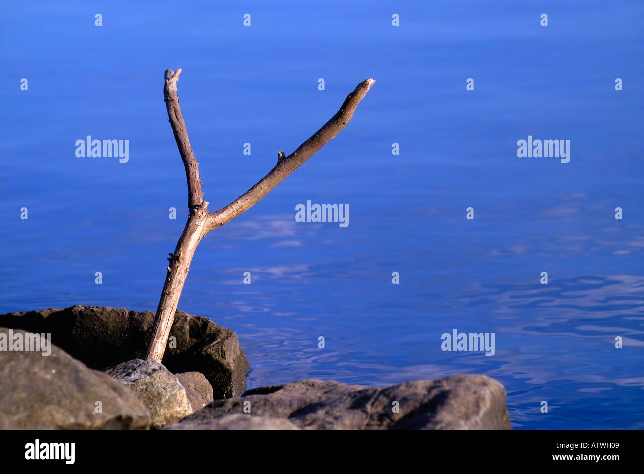 forked stick in rocks with blue background Stock Photo