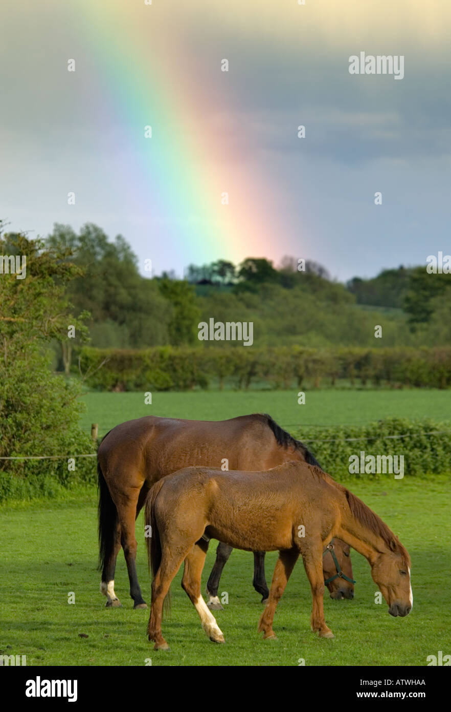 Horses and Rainbow at Little Sampford Stock Photo Alamy