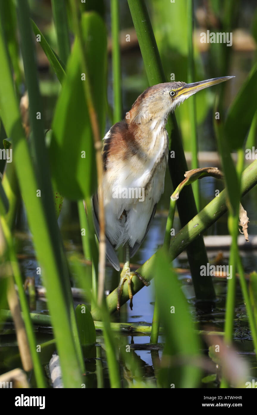 Least Bittern Stock Photo